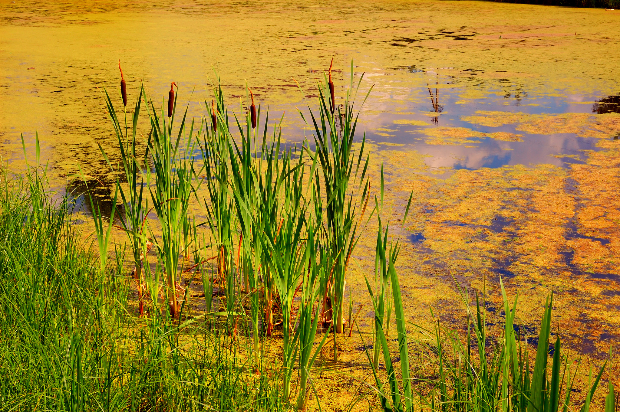 Nikon D40 + Sigma 18-50mm F2.8 EX DC Macro sample photo. Summer pond. blooms duckweed and cattail photography