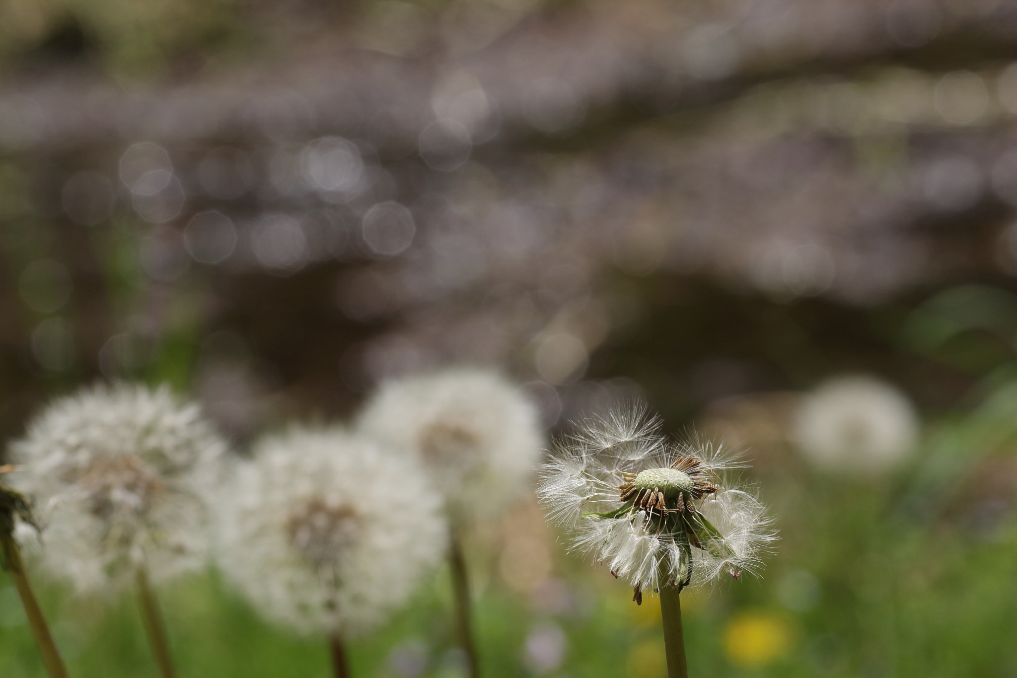 Tamron SP AF 90mm F2.8 Di Macro sample photo. Departure photography