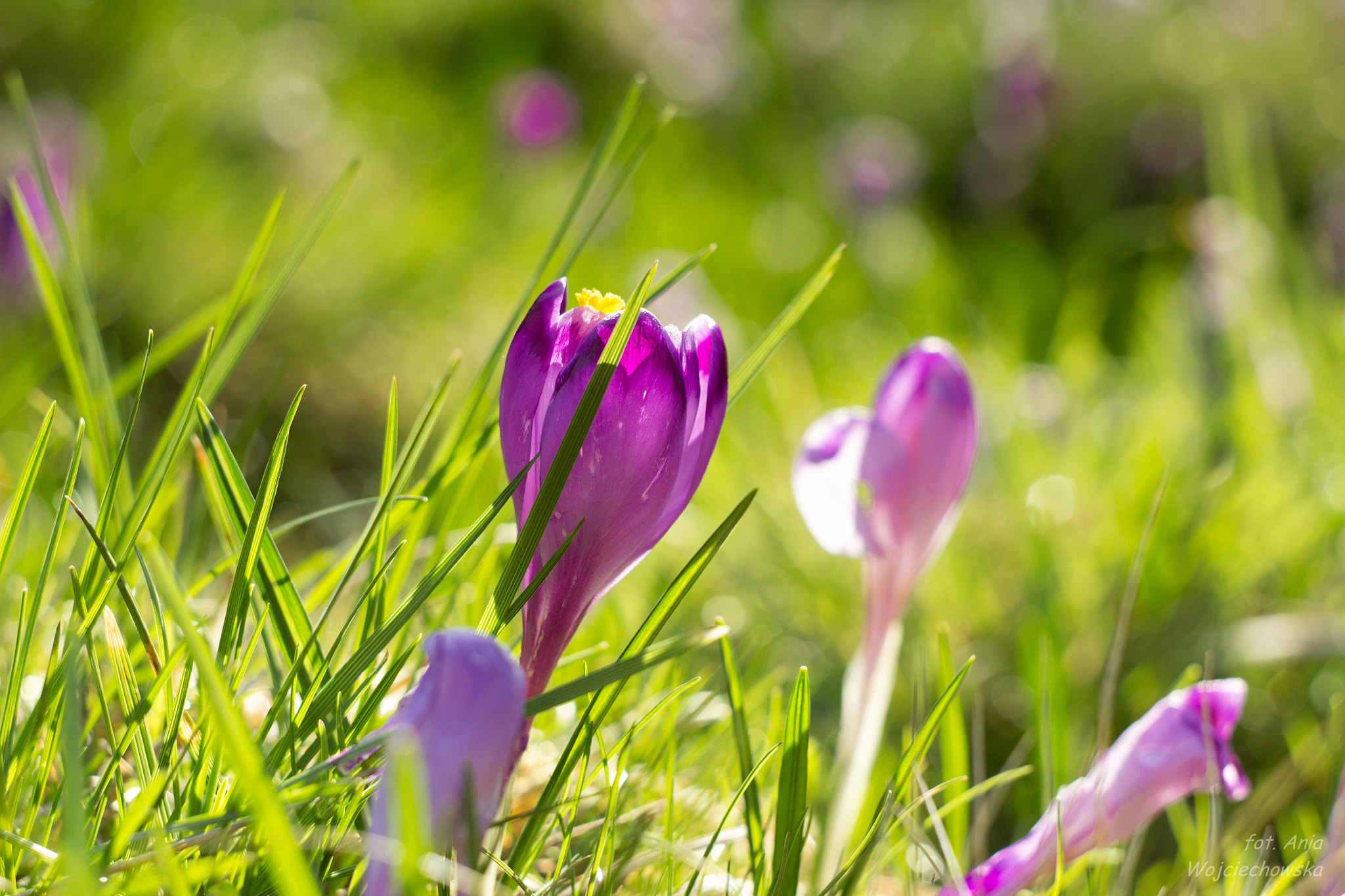 Canon EF 35-80mm f/4-5.6 sample photo. Crocuses photography