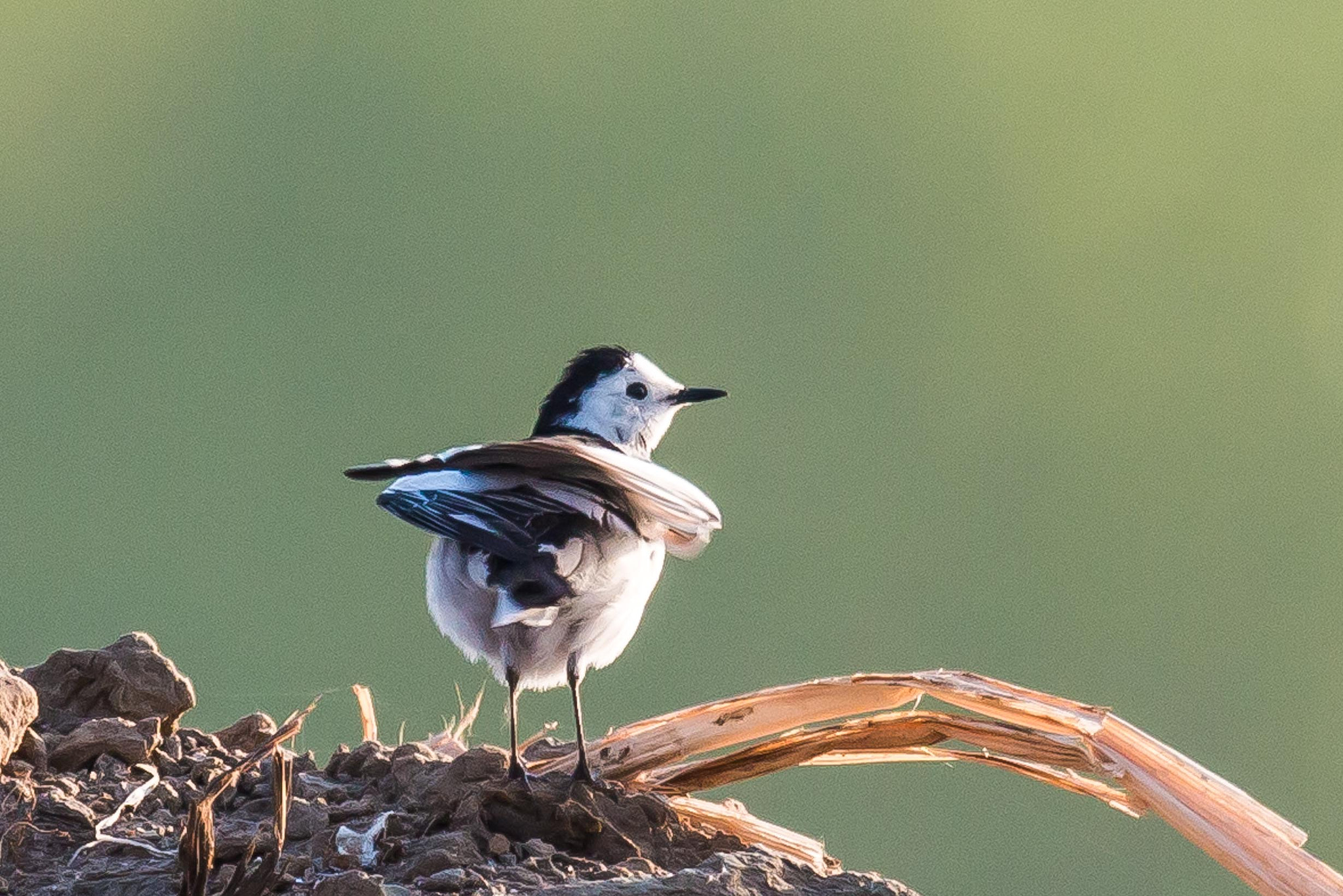 Canon EOS 70D + Canon EF 600mm F4L IS II USM sample photo. White wagtail photography