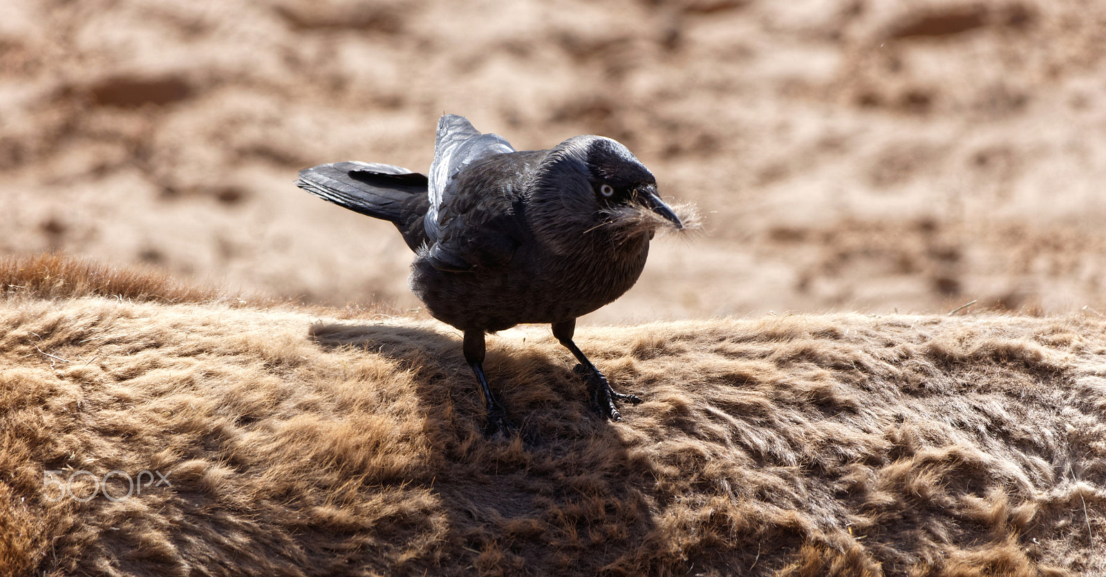 Sigma 150-500mm F5-6.3 DG OS HSM sample photo. Hooded crow photography