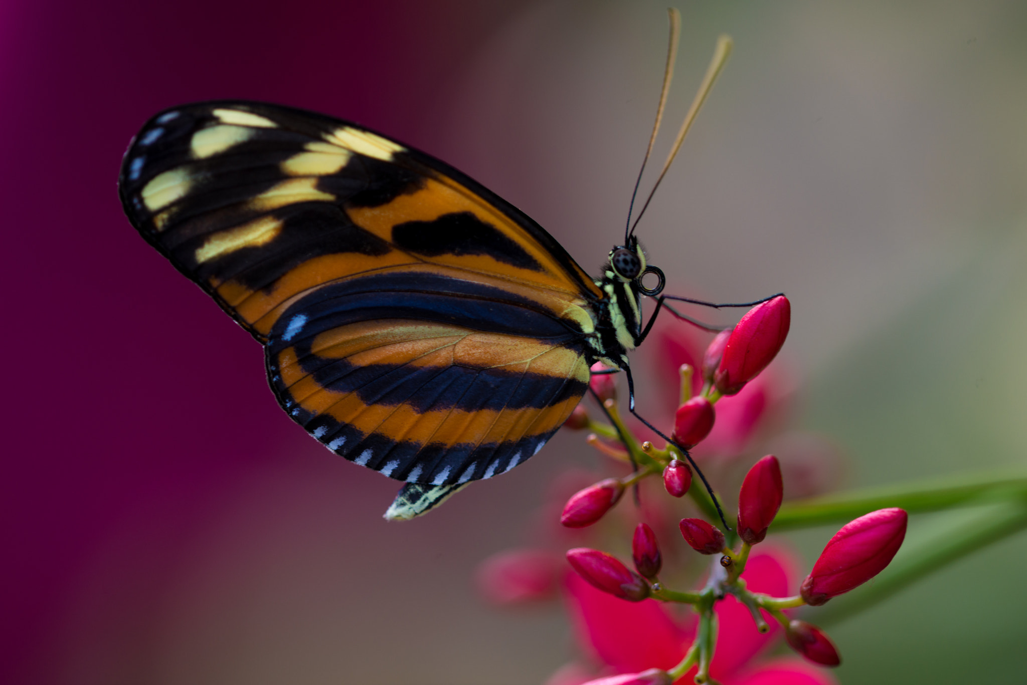 Nikon D800 + Nikon AF Micro-Nikkor 200mm F4D ED-IF sample photo. Any nectar here?, niagara, 2014 photography