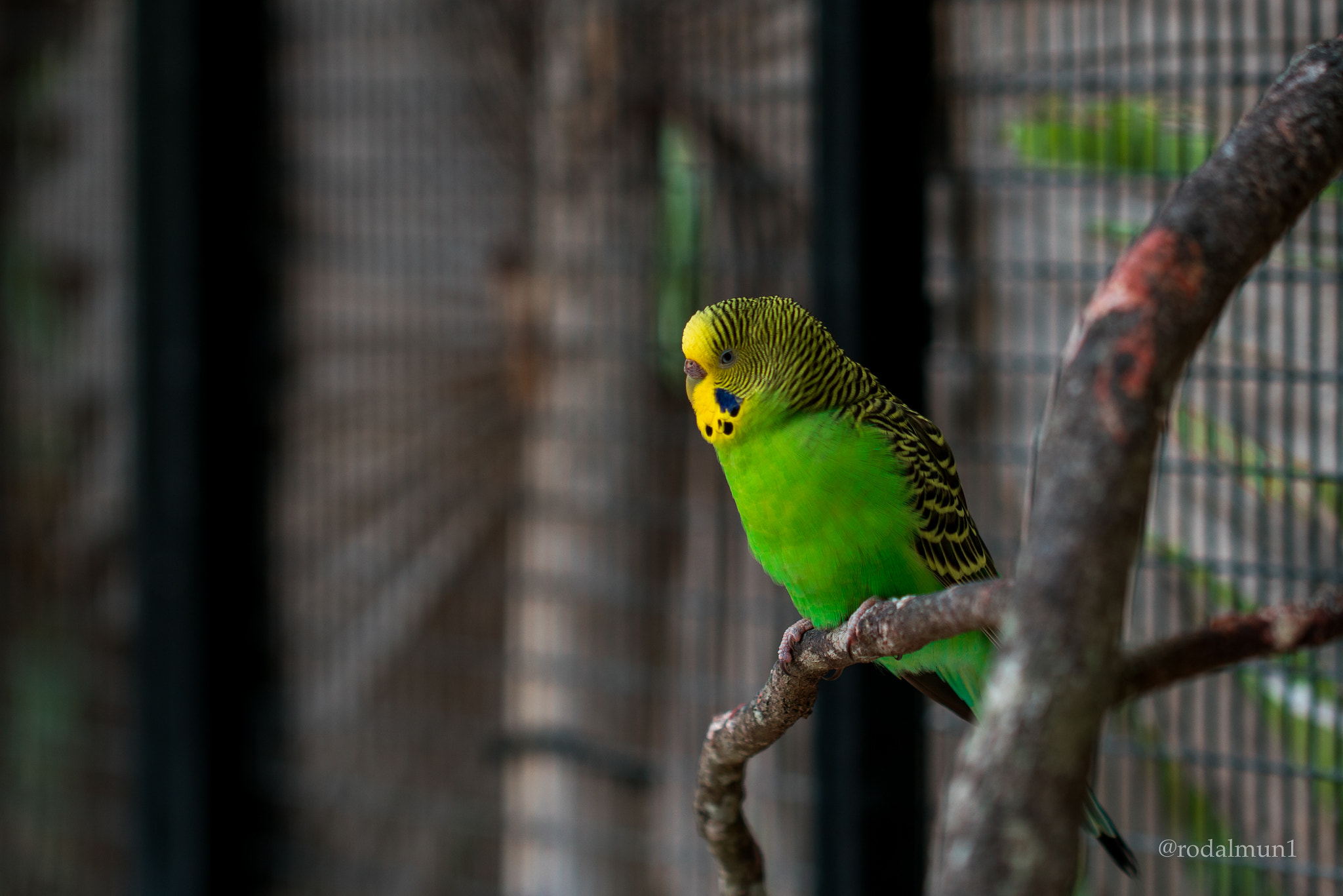 Sony a7R II + Canon EF 100mm F2.8L Macro IS USM sample photo. Symmetry ala parrot photography