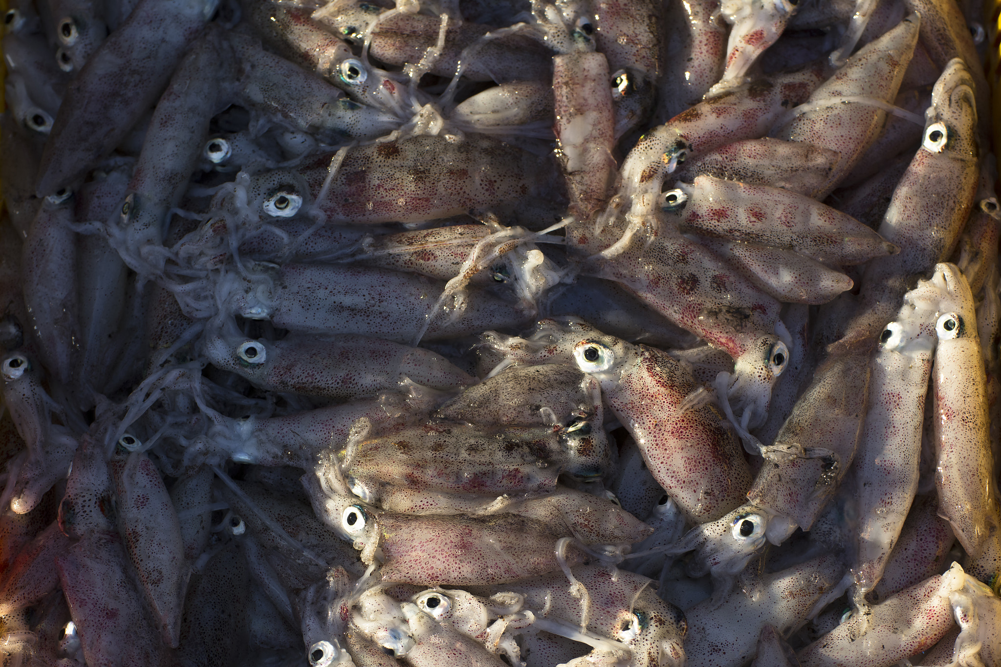 Tamron SP 35mm F1.8 Di VC USD sample photo. Fresh squids photography