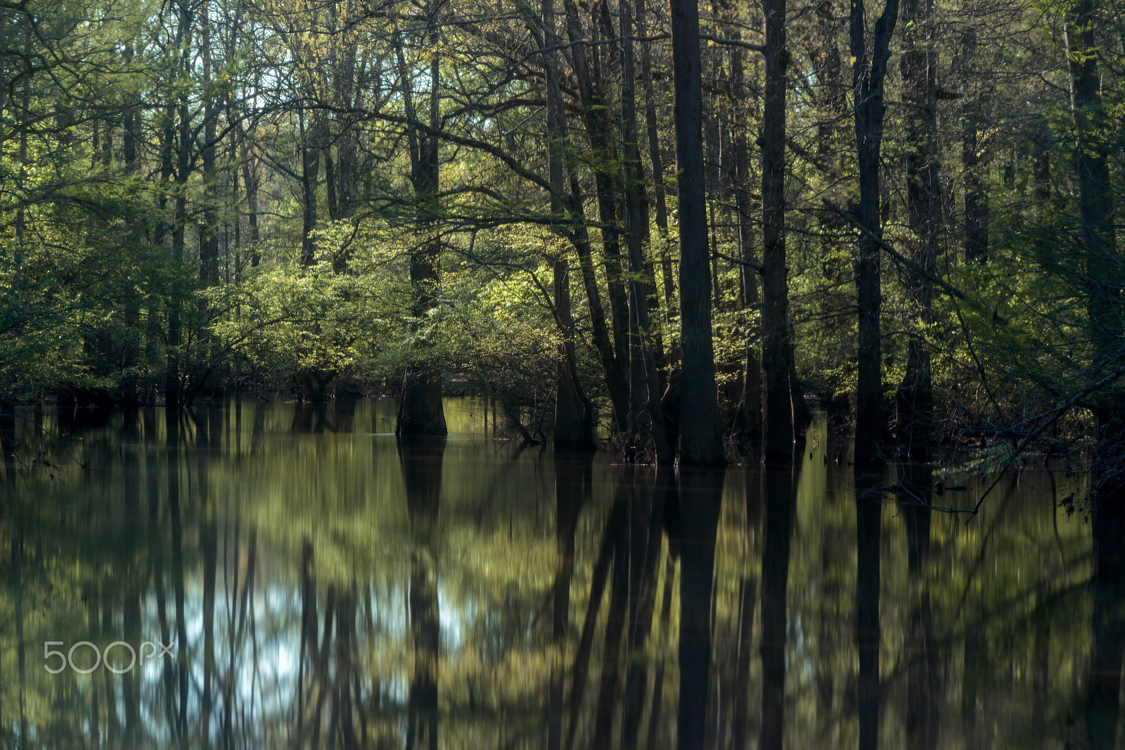 Canon EF 28-105mm f/3.5-4.5 USM sample photo. Black cypress bayou photography