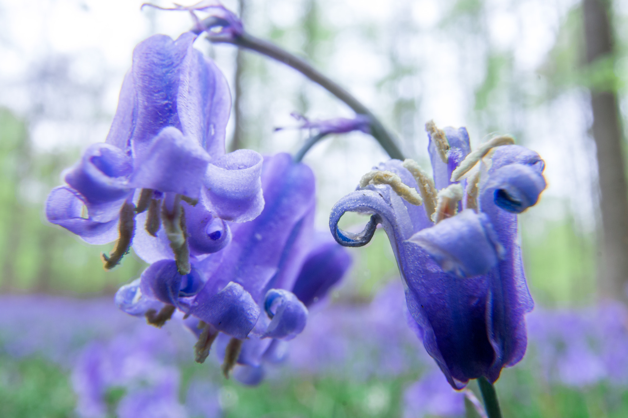 Tokina AT-X Pro 12-24mm F4 (IF) DX sample photo. Bluebells photography