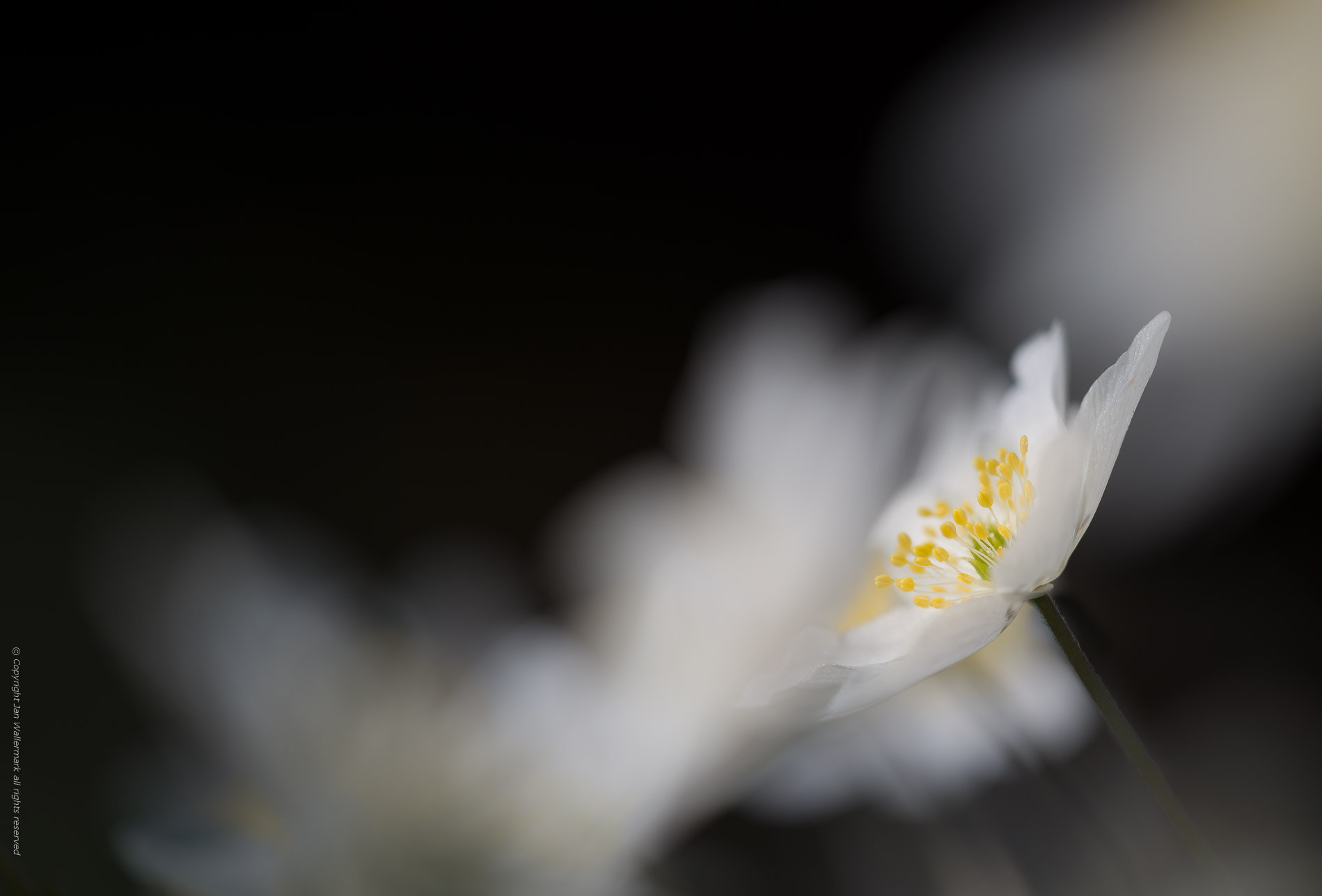 Sigma APO Macro 180mm F3.5 EX DG HSM sample photo. Wood anemone#1 photography