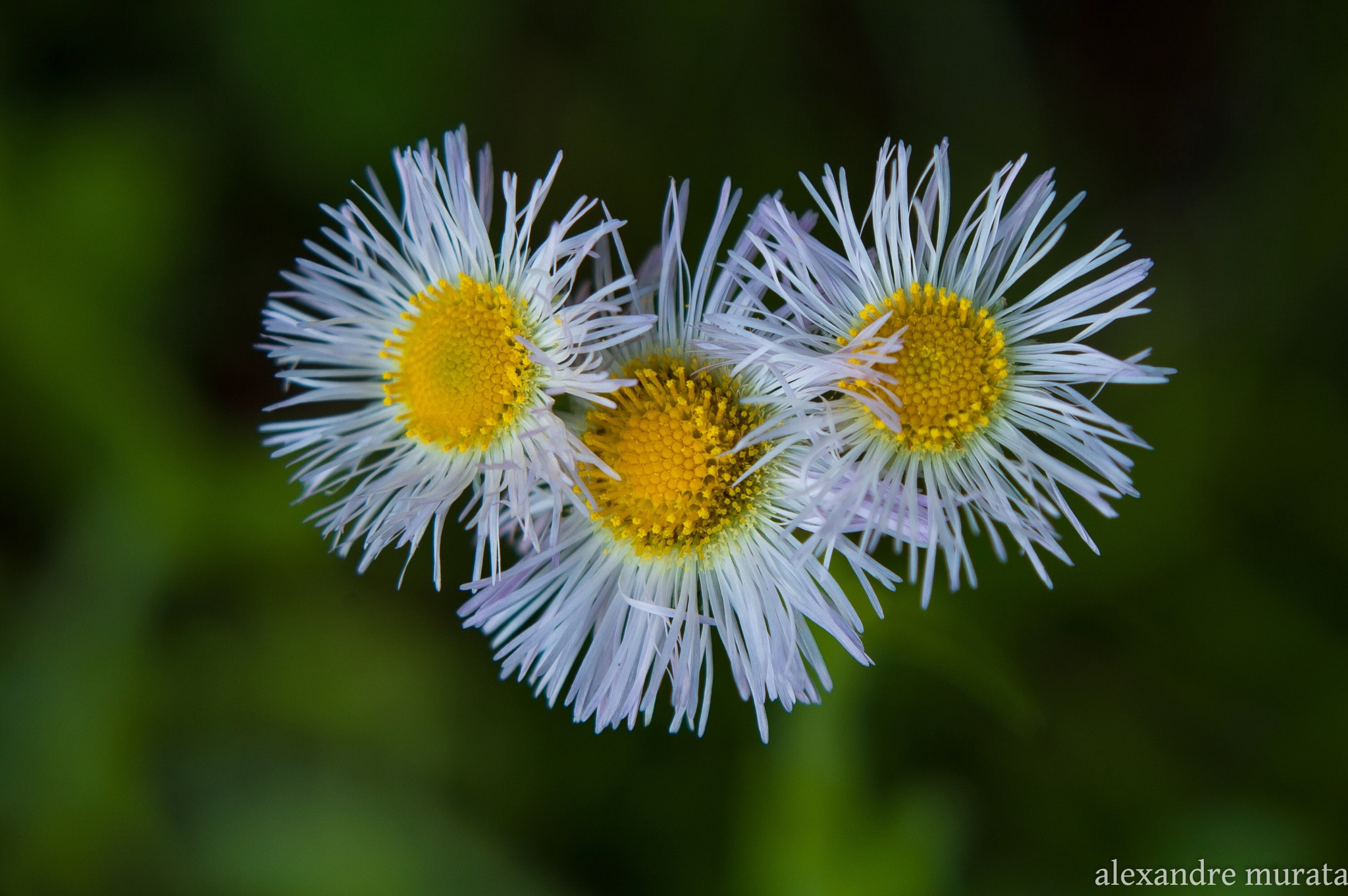 AF Zoom-Nikkor 28-80mm f/3.5-5.6D sample photo