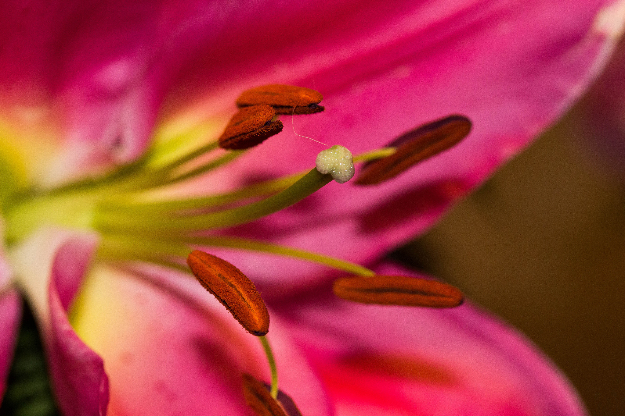 Canon EF-S 60mm F2.8 Macro USM sample photo. Lily2 photography