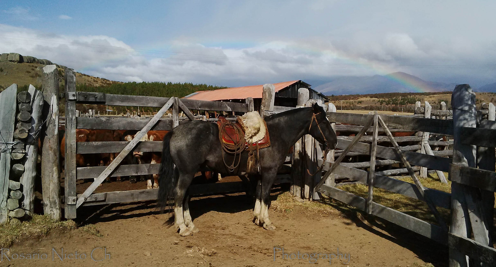 BlackBerry Q5 sample photo. Caballo en los corrales photography