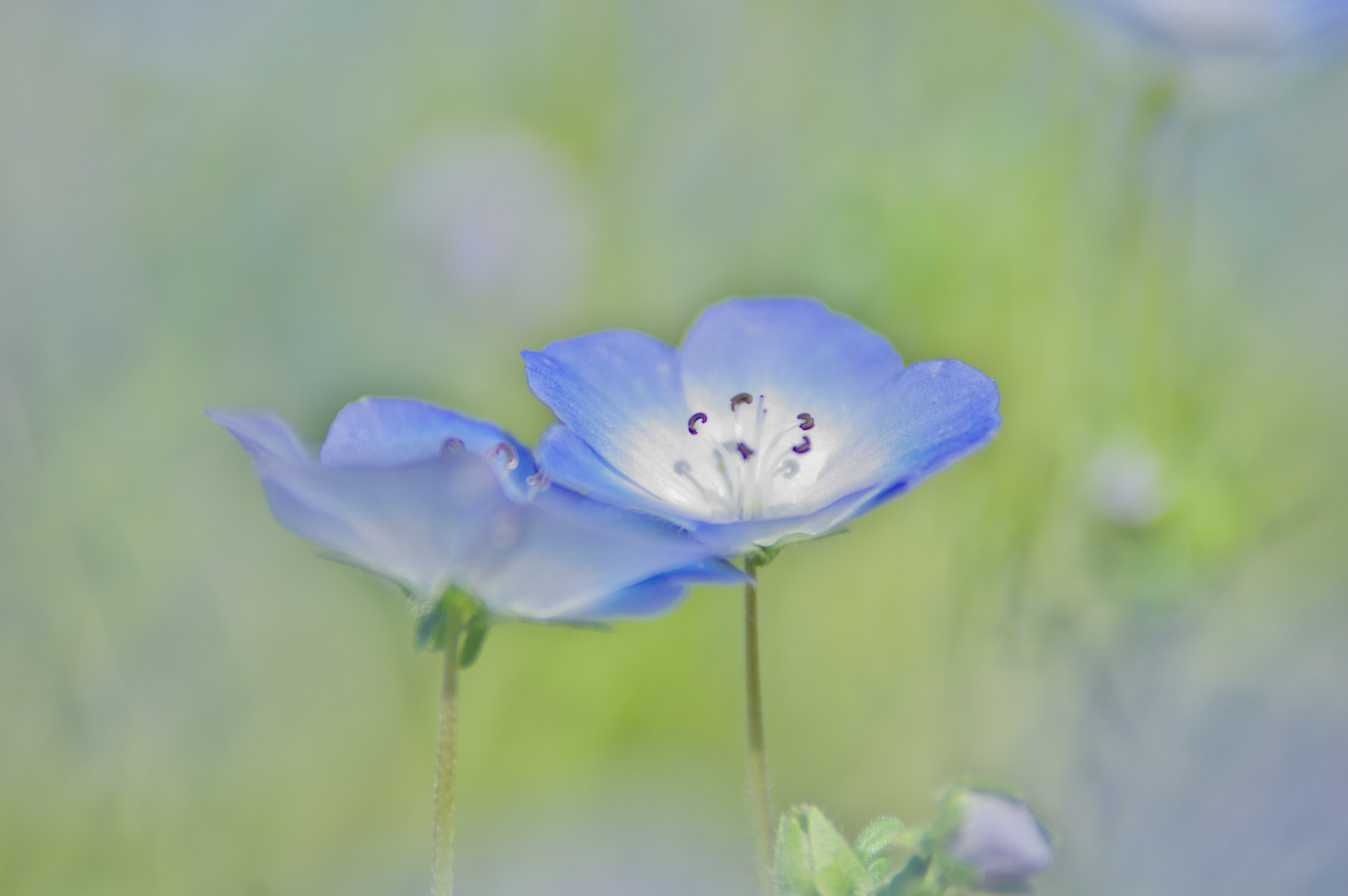 Pentax K-3 sample photo. Nemophila ネモフィラ photography