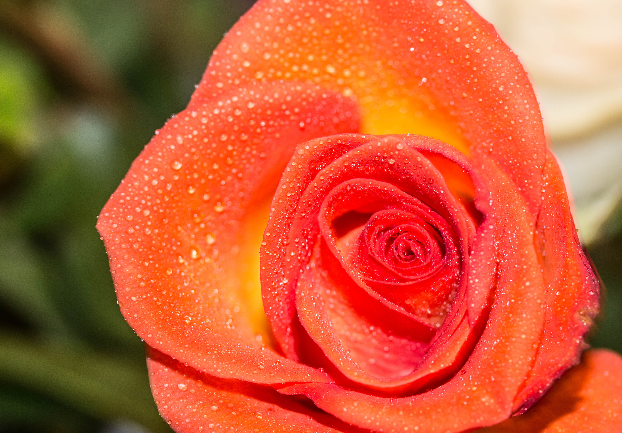 Canon EF-S 60mm F2.8 Macro USM sample photo. Peach rose photography