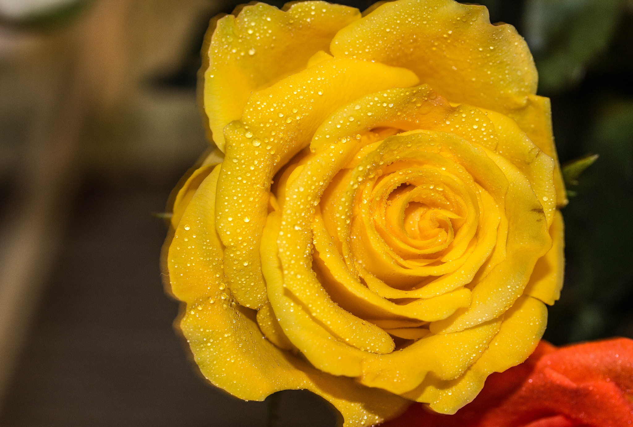 Canon EF-S 60mm F2.8 Macro USM sample photo. Yellow rose photography