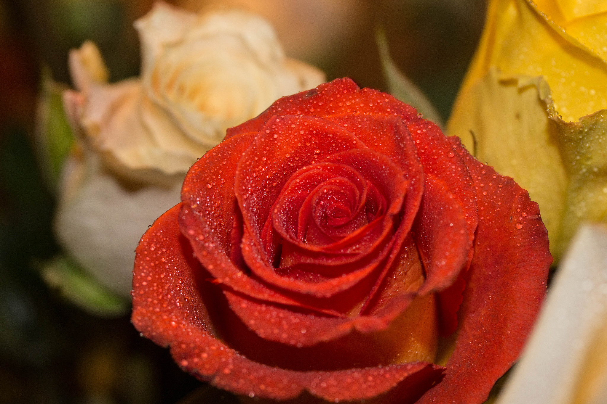 Canon EF-S 60mm F2.8 Macro USM sample photo. Red rose photography