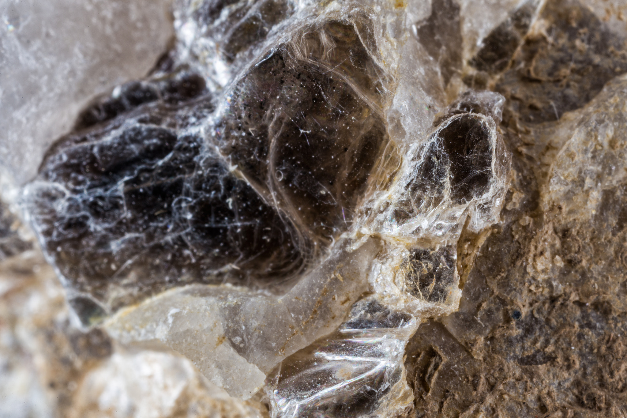 Canon MP-E 65mm F2.5 1-5x Macro Photo sample photo. Muscovite photography