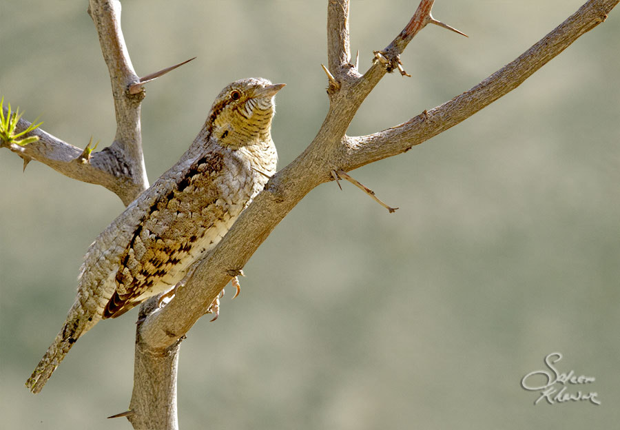 Sigma 150-600mm F5-6.3 DG OS HSM | C sample photo. Eurasian wrynec photography
