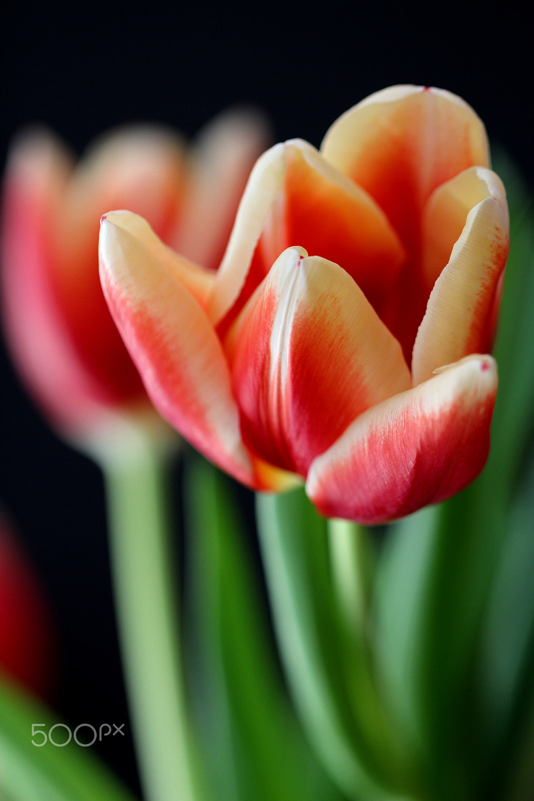 Canon EF 100mm F2.8L Macro IS USM sample photo. Tulips photography