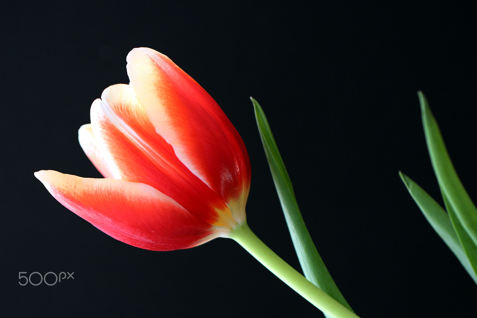 Canon EF 100mm F2.8L Macro IS USM sample photo. Tulips photography