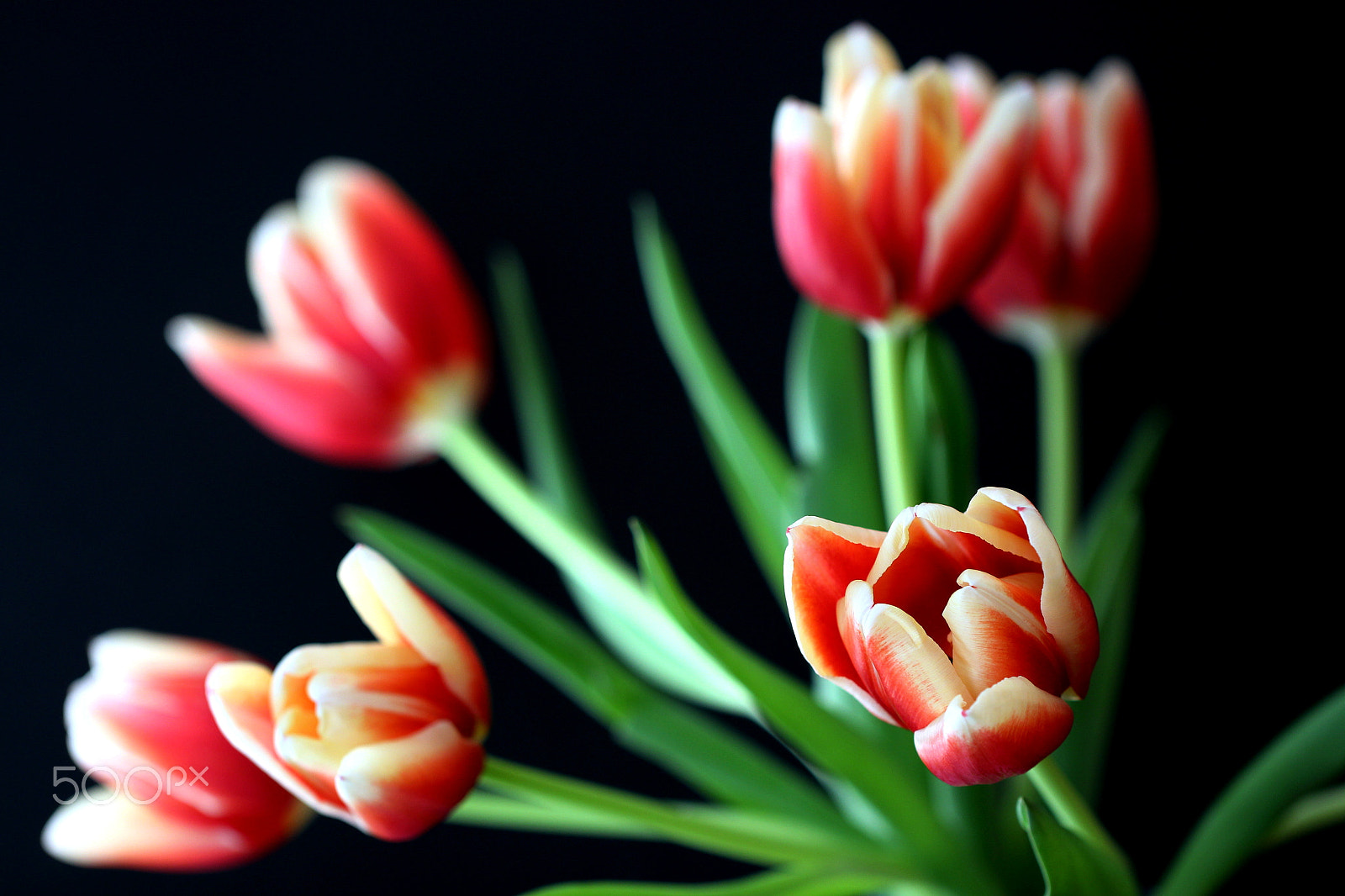 Canon EF 100mm F2.8L Macro IS USM sample photo. Tulips photography