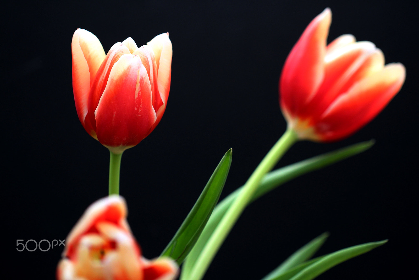 Canon EF 100mm F2.8L Macro IS USM sample photo. Tulips photography