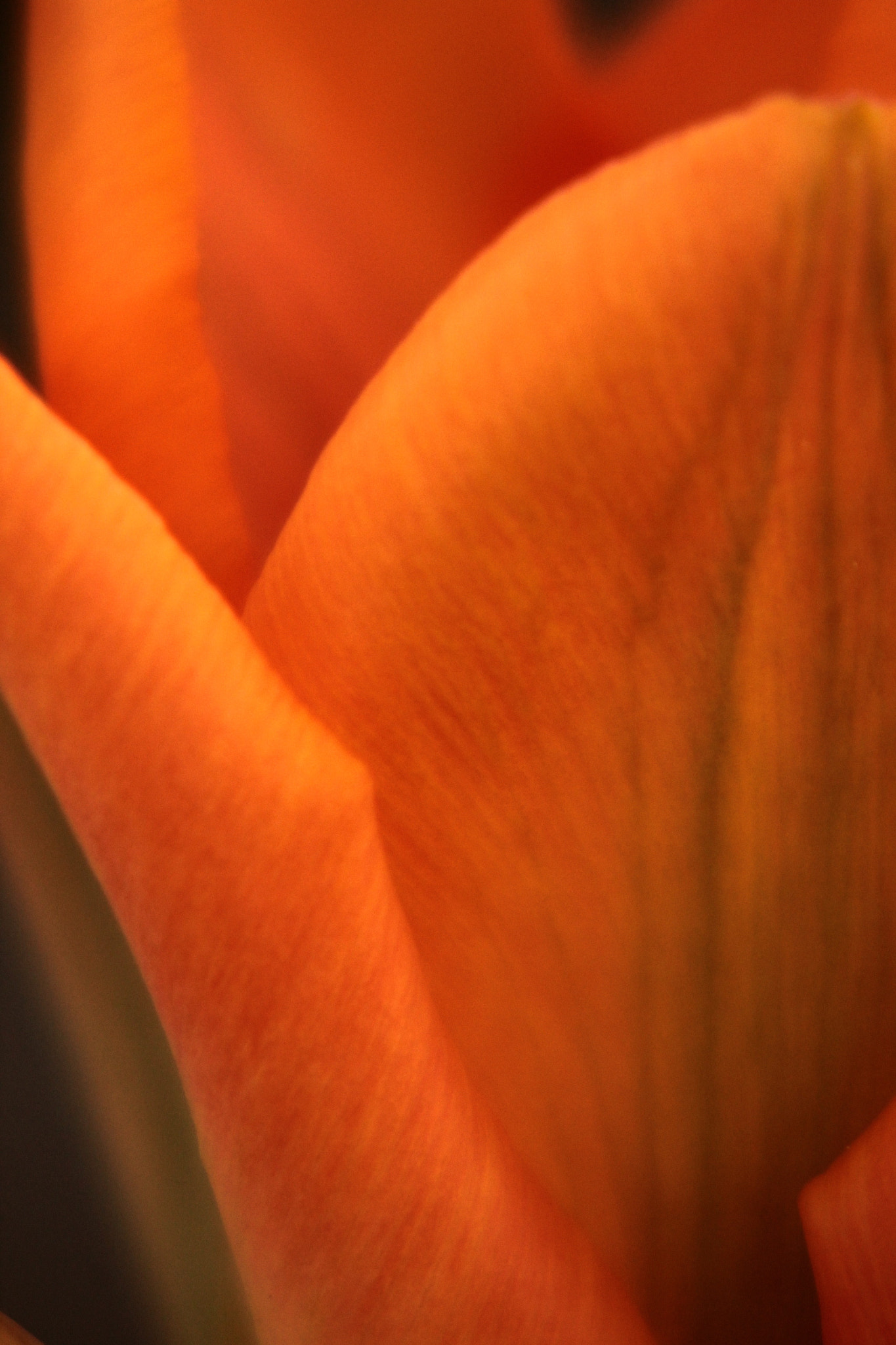 Canon EF-S 55-250mm F4-5.6 IS II sample photo. Flame photography