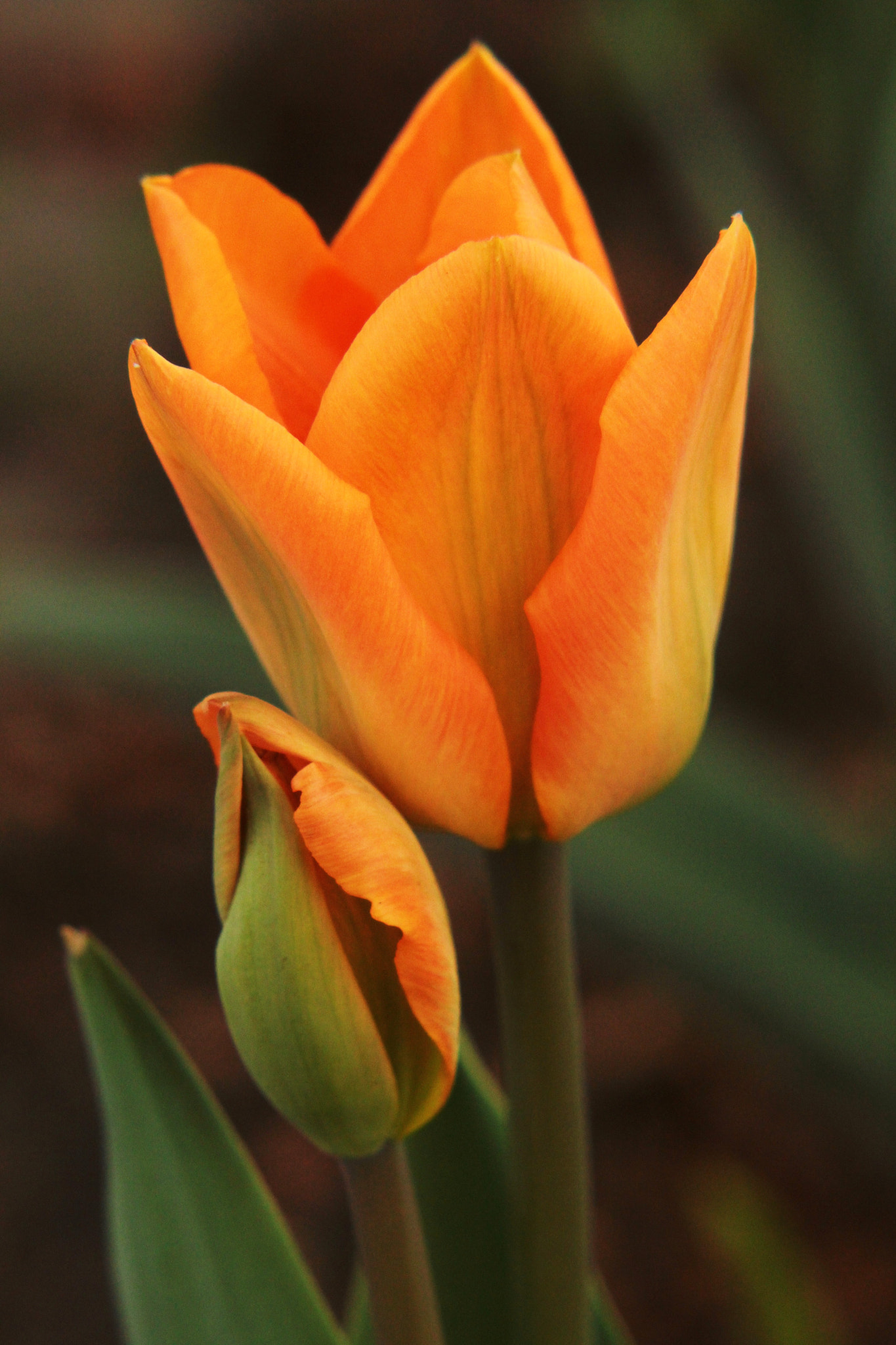 Canon EF-S 55-250mm F4-5.6 IS II sample photo. Blooming orange photography