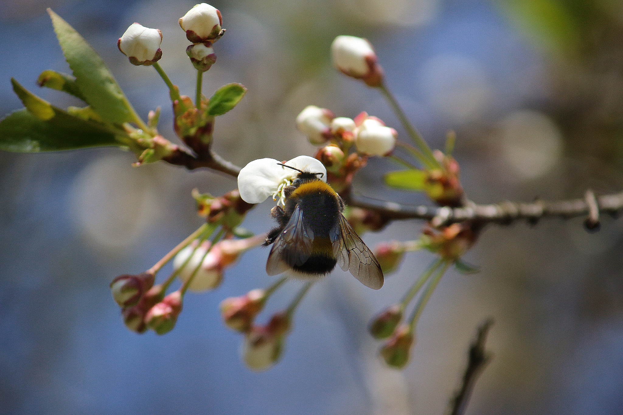 Canon EF-S 55-250mm F4-5.6 IS sample photo. Bumble-bee photography