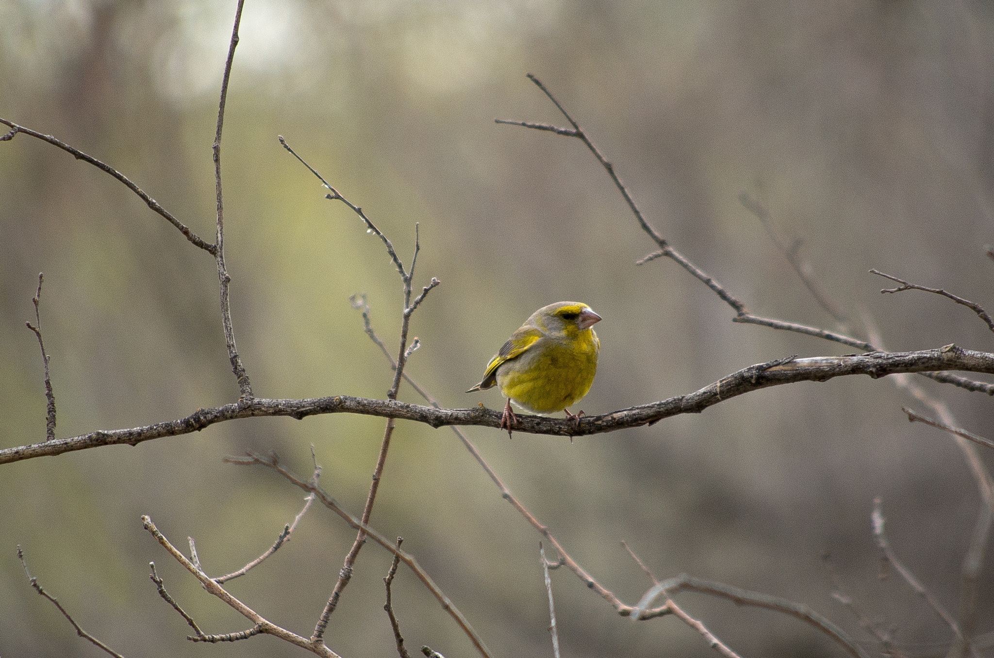 HD Pentax DA 55-300mm F4.0-5.8 ED WR sample photo. European greenfinch // carduelis chloris photography