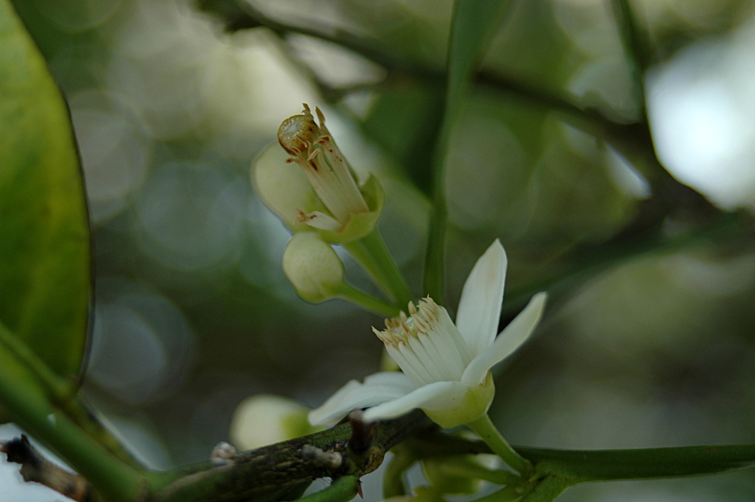 AF Zoom-Nikkor 35-70mm f/3.3-4.5 N sample photo. A photography
