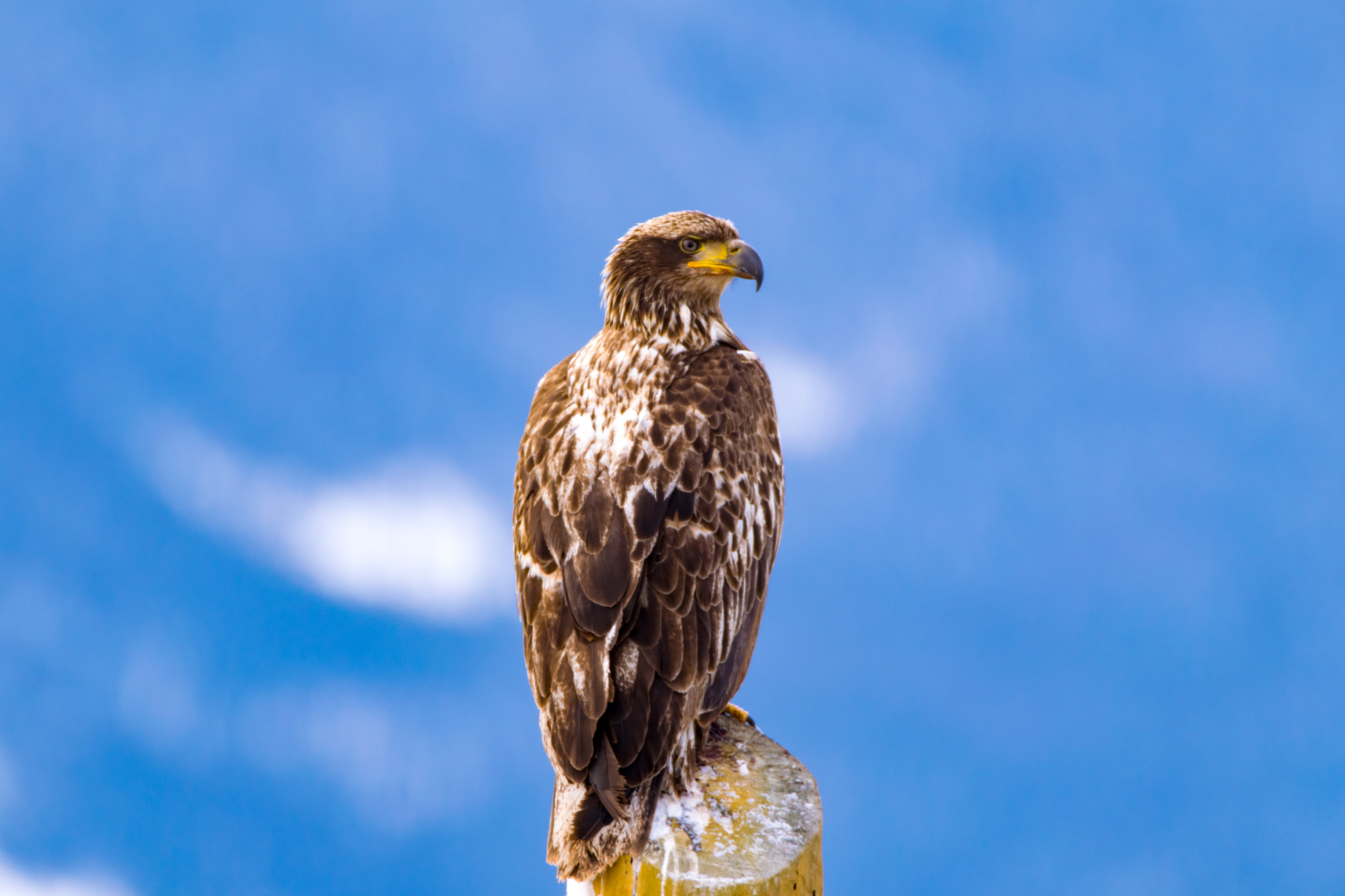 Sigma 150-600mm F5-6.3 DG OS HSM | C sample photo. Golden eagle photography