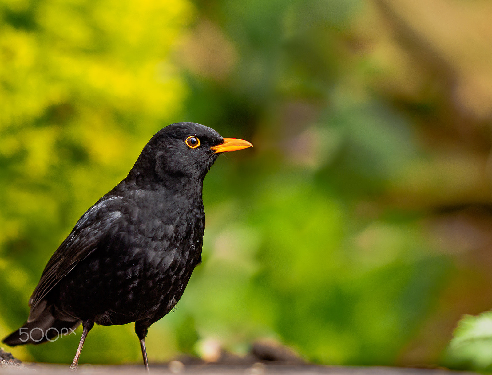 Olympus OM-D E-M1 + OLYMPUS 300mm Lens sample photo. Blackbird standing proud photography