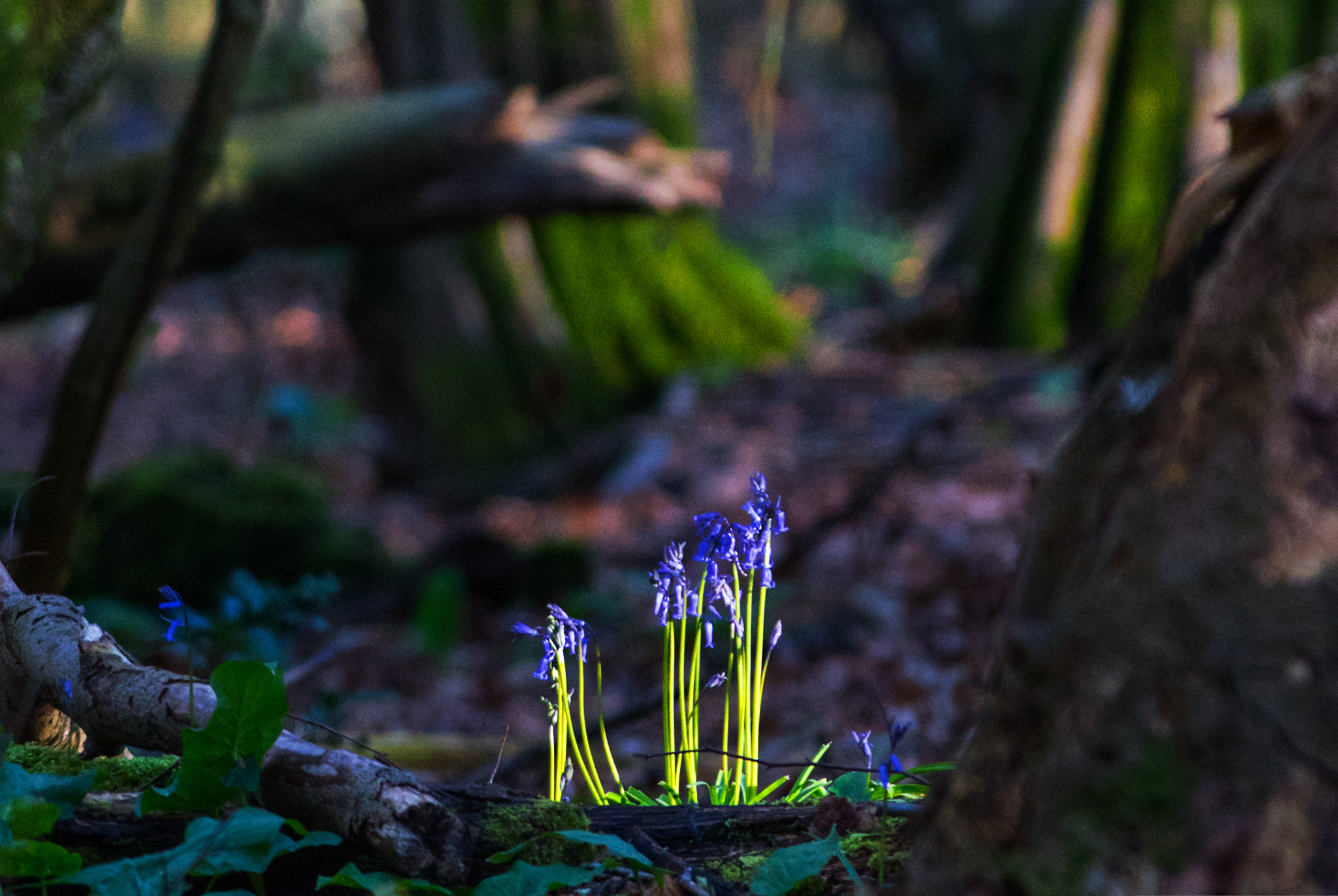 Sony ILCA-77M2 + Minolta AF 400mm F4.5 HS-APO G sample photo. Fairy lights photography