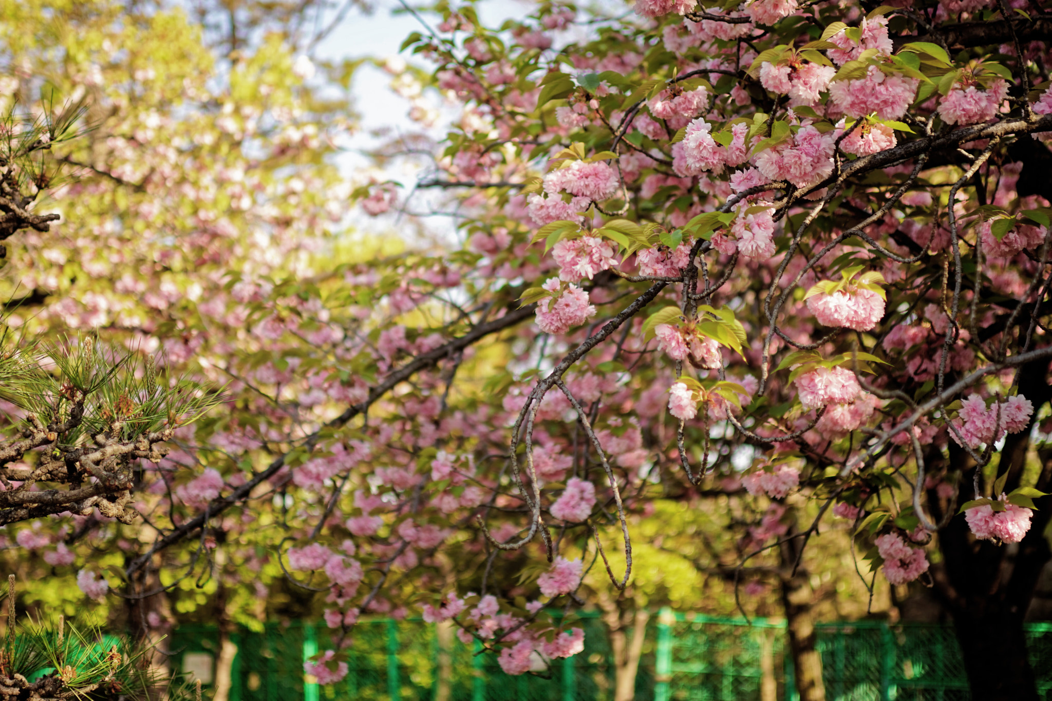 Sony a7 + Minolta AF 28-70mm F2.8 G sample photo. 櫻花 photography