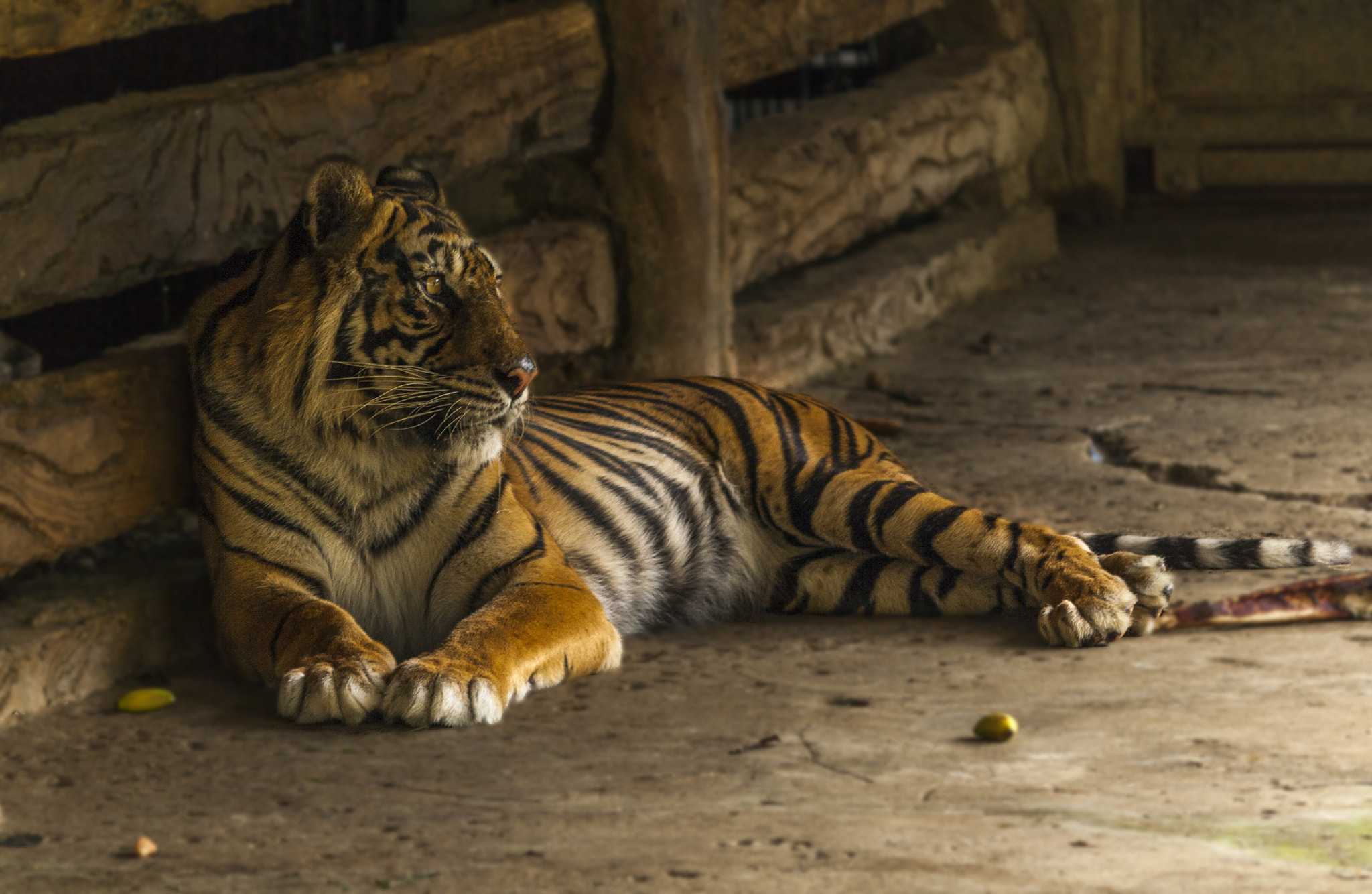 Canon EOS 1000D (EOS Digital Rebel XS / EOS Kiss F) sample photo. Tiger in rest photography
