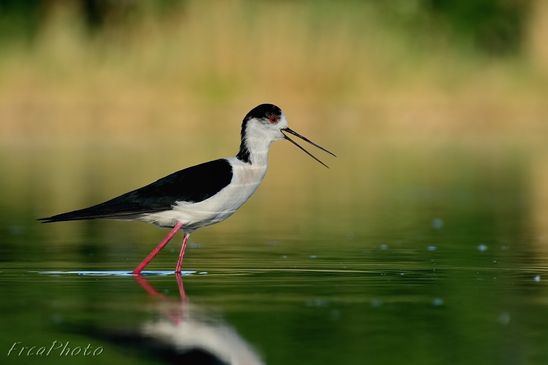 Canon EOS 450D (EOS Rebel XSi / EOS Kiss X2) sample photo. Himantopus himantopus, pisila čáponohá photography