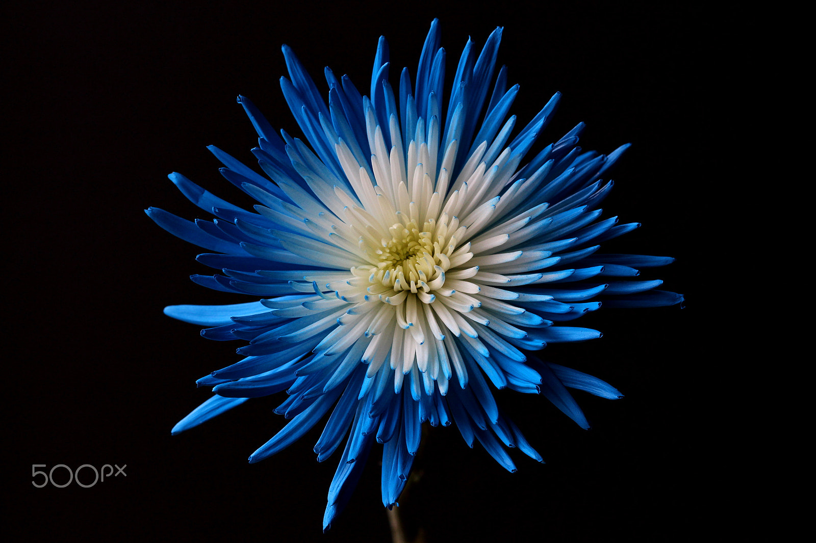 Canon EF 100mm F2.8L Macro IS USM sample photo. Blue mum.jpg photography