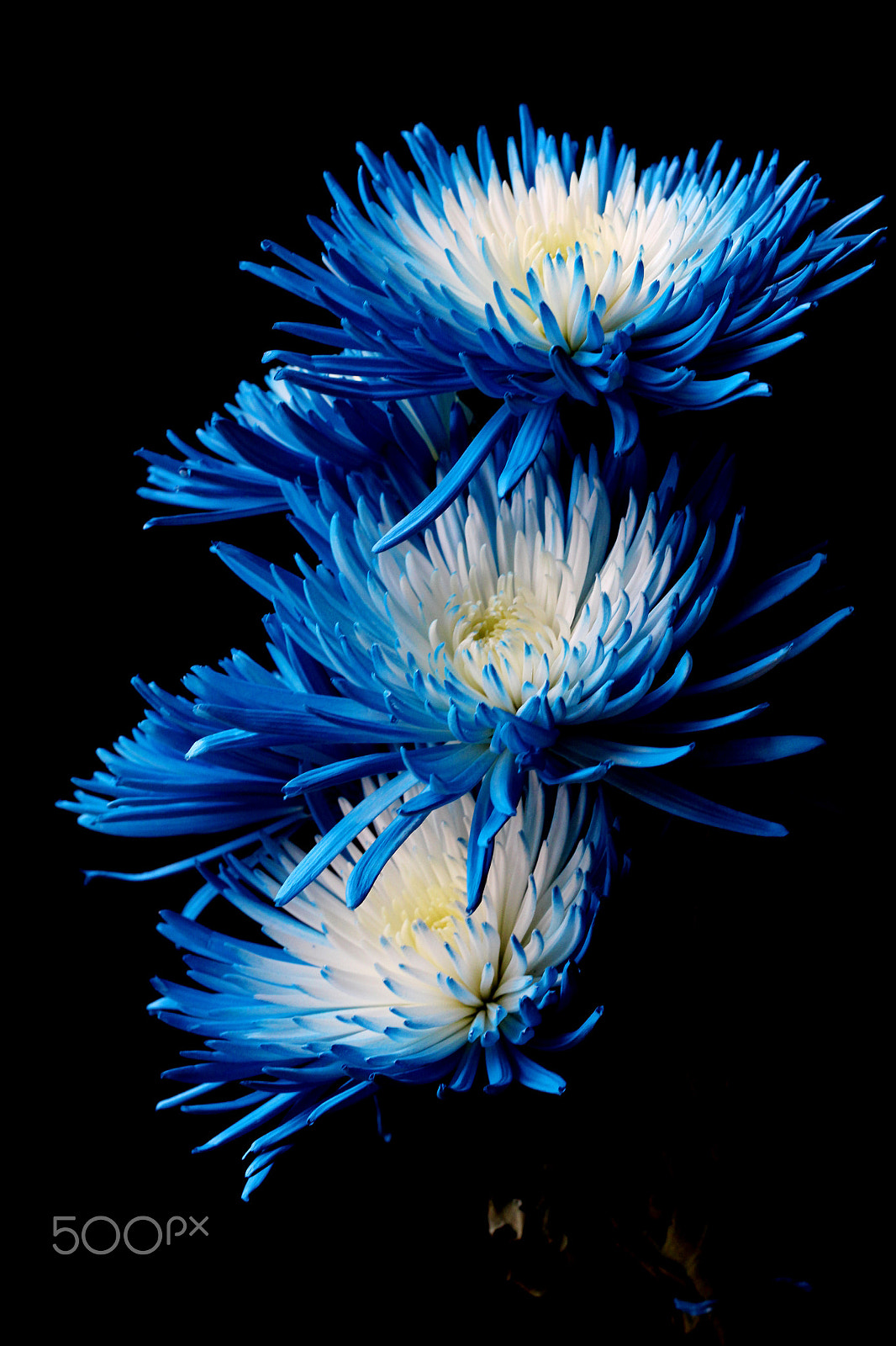 Canon EF 100mm F2.8L Macro IS USM sample photo. Blue mum.jpg photography