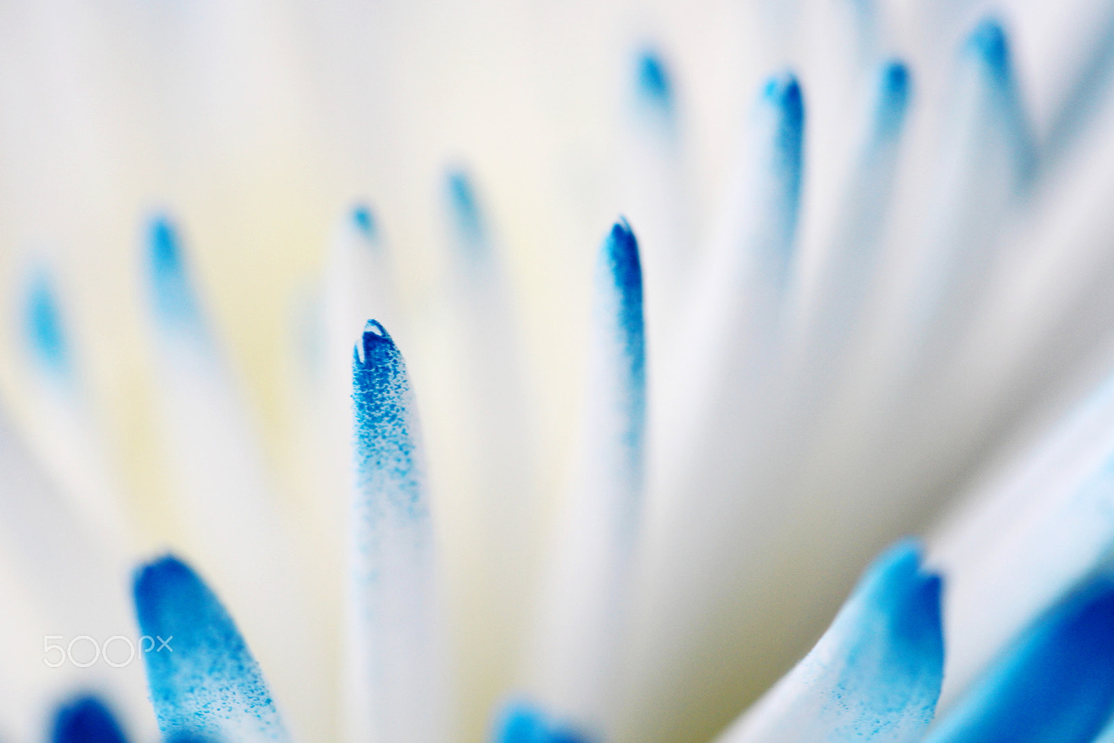 Canon EF 100mm F2.8L Macro IS USM sample photo. Blue mum macro.jpg photography