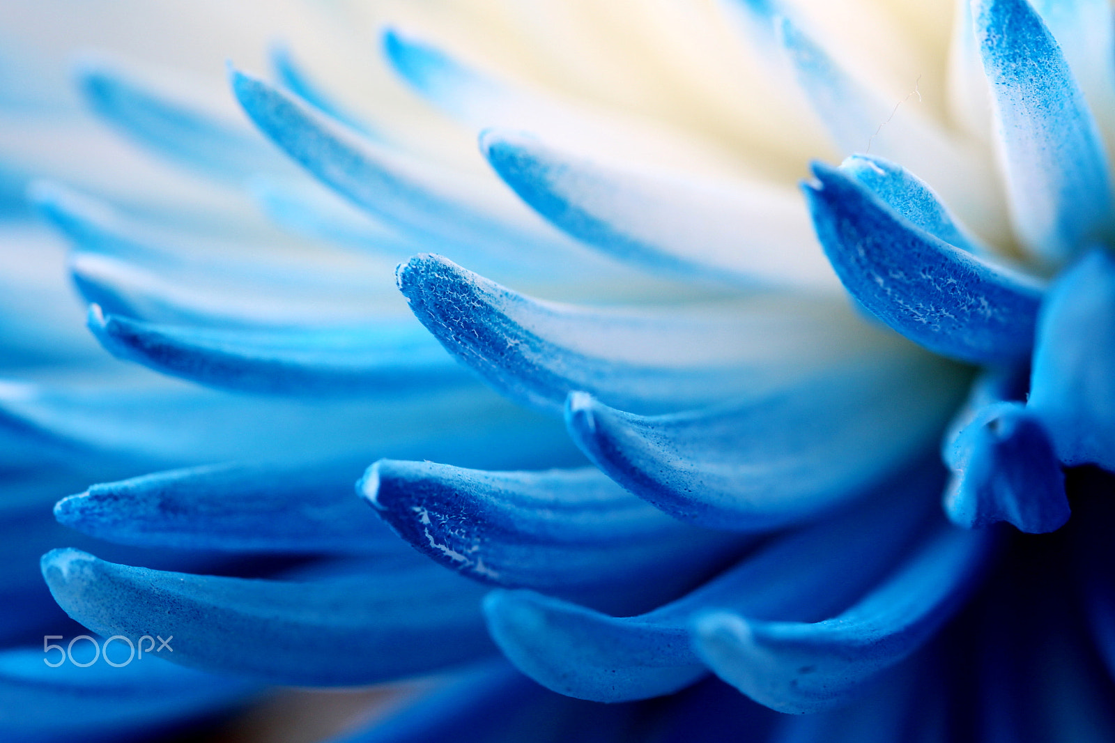 Canon EF 100mm F2.8L Macro IS USM sample photo. Mum macro.jpg photography