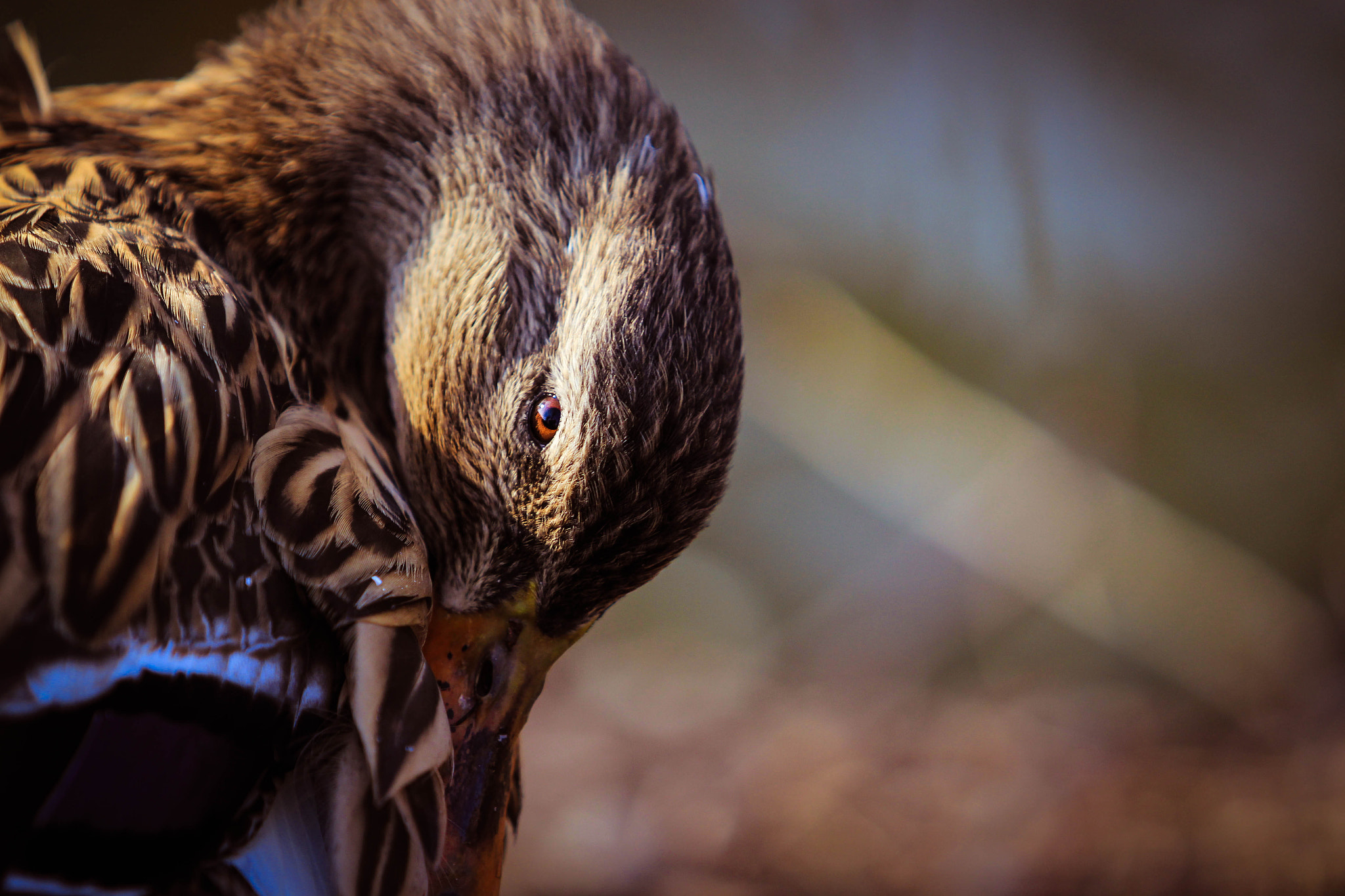 Canon EF 70-200mm F2.8L USM sample photo. Duck focuses the camera photography