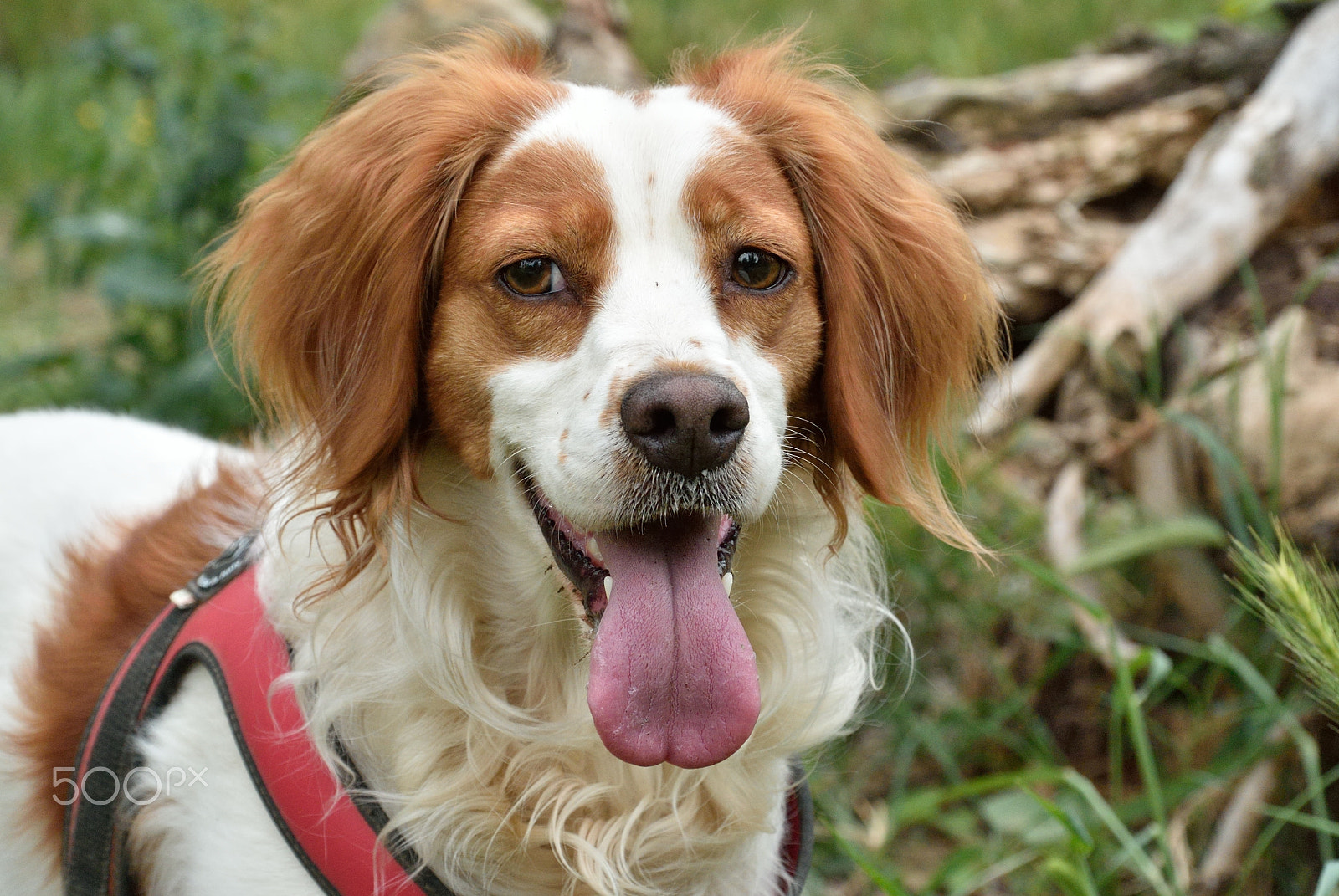 Nikon 1 S1 sample photo. Happy pixie photography