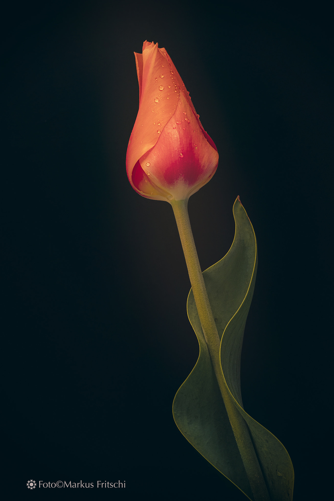Canon EF 50mm F2.5 Macro sample photo. Tulpe photography