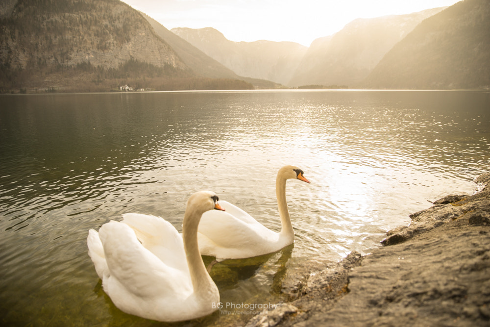 Sony a7 II + Canon EF 85mm F1.2L II USM sample photo. In the morning. photography