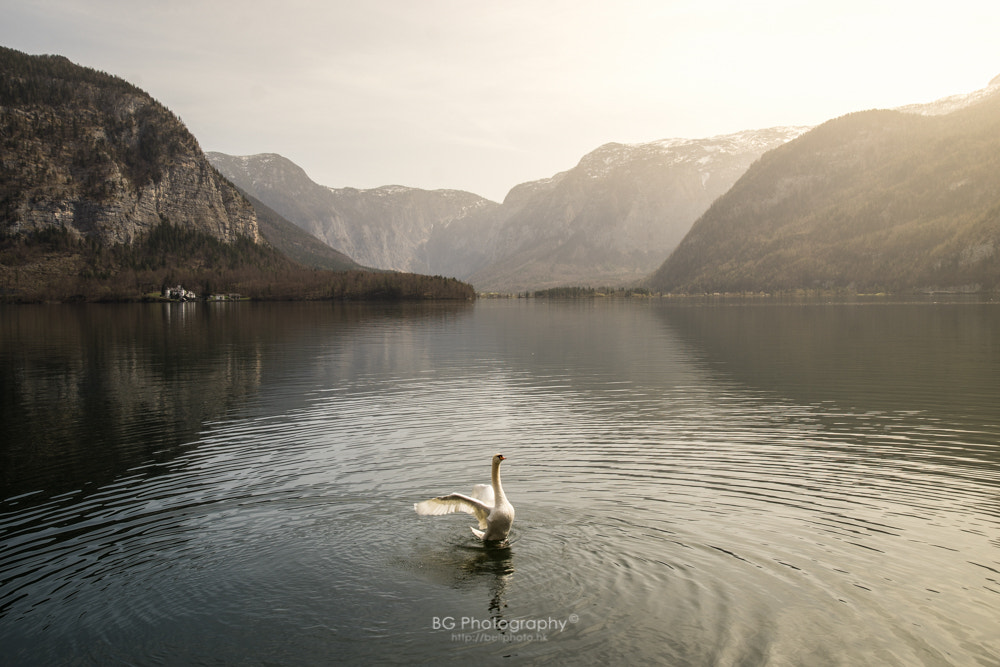 Sony a7 II + Canon EF 85mm F1.2L II USM sample photo. Dancing swan photography