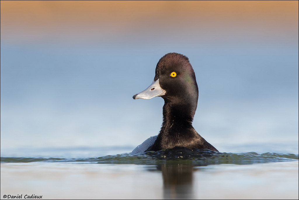 Canon EF 500mm F4L IS II USM sample photo. Male lesser scaup photography