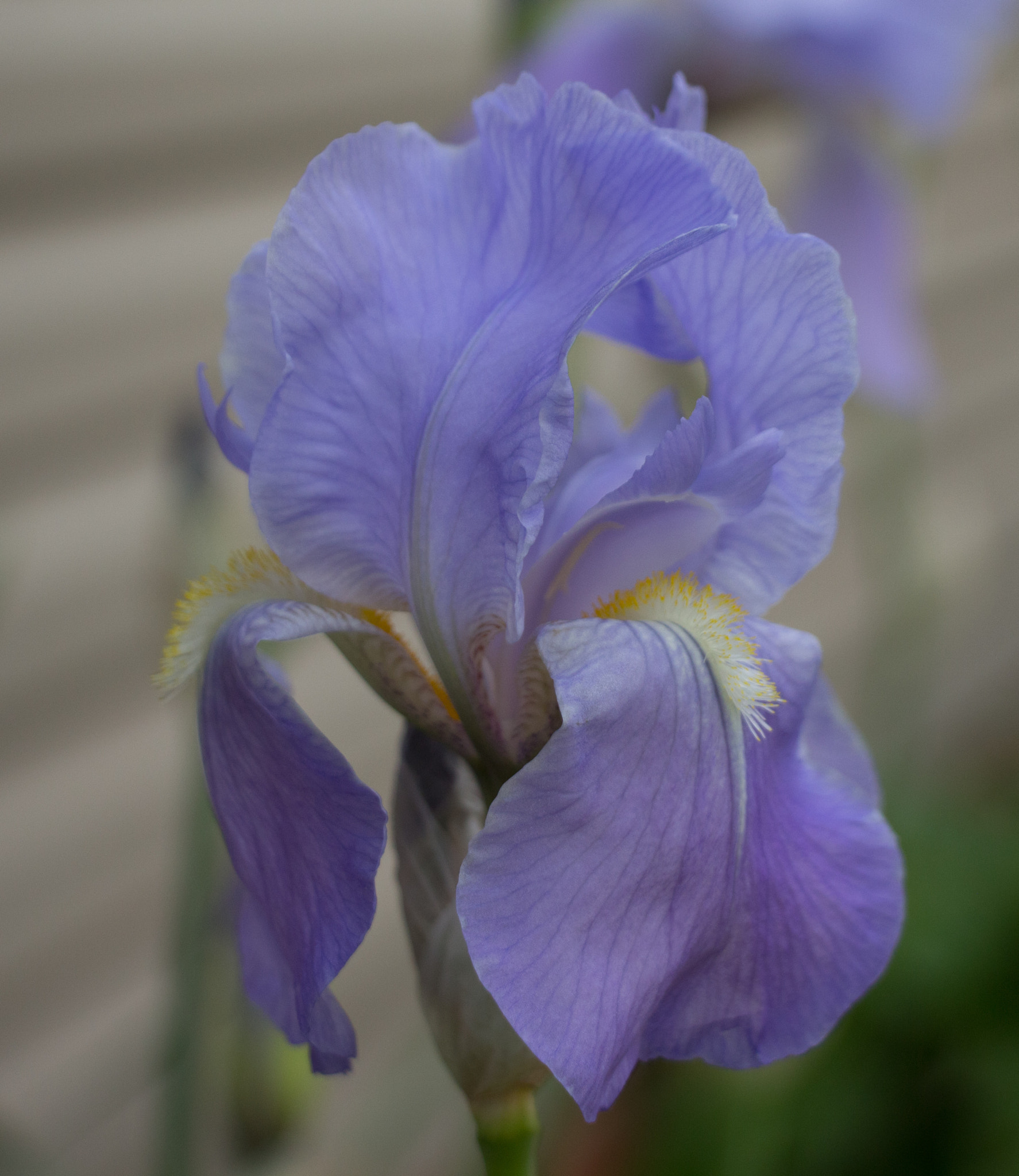 Canon EOS 650D (EOS Rebel T4i / EOS Kiss X6i) + Canon EF-S 18-135mm F3.5-5.6 IS STM sample photo. Purple iris photography