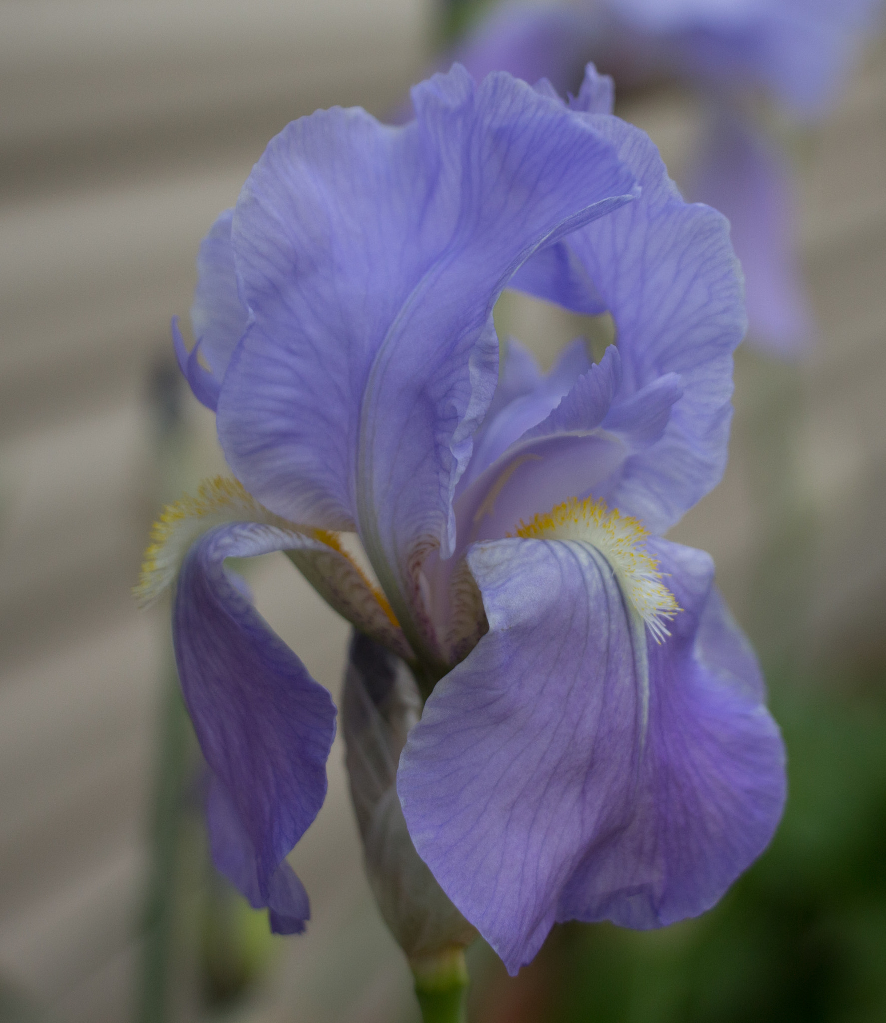 Canon EF-S 18-135mm F3.5-5.6 IS STM sample photo. Purple iris photography