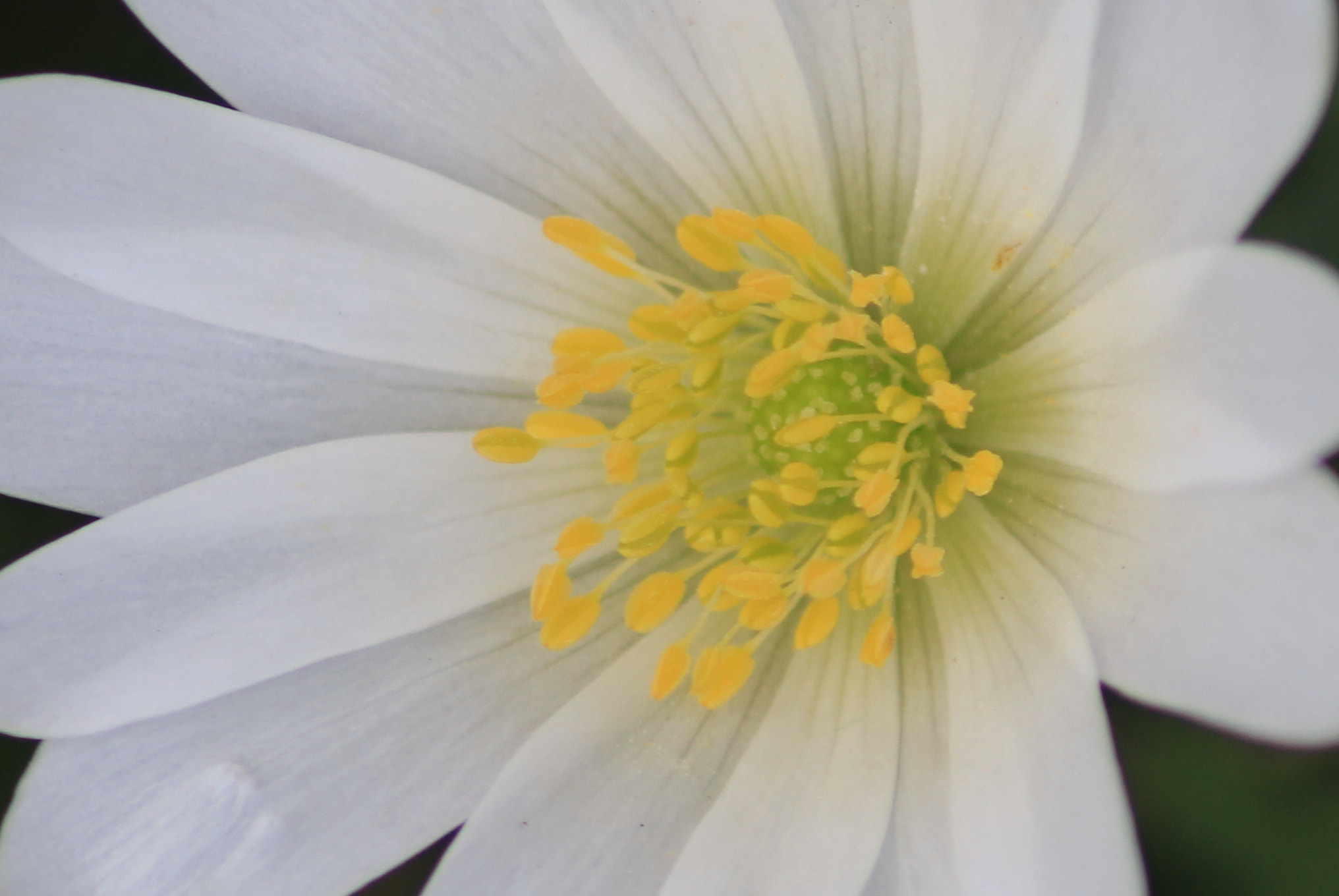 Sigma 70-300mm F4-5.6 APO DG Macro sample photo. Anemone blanda photography