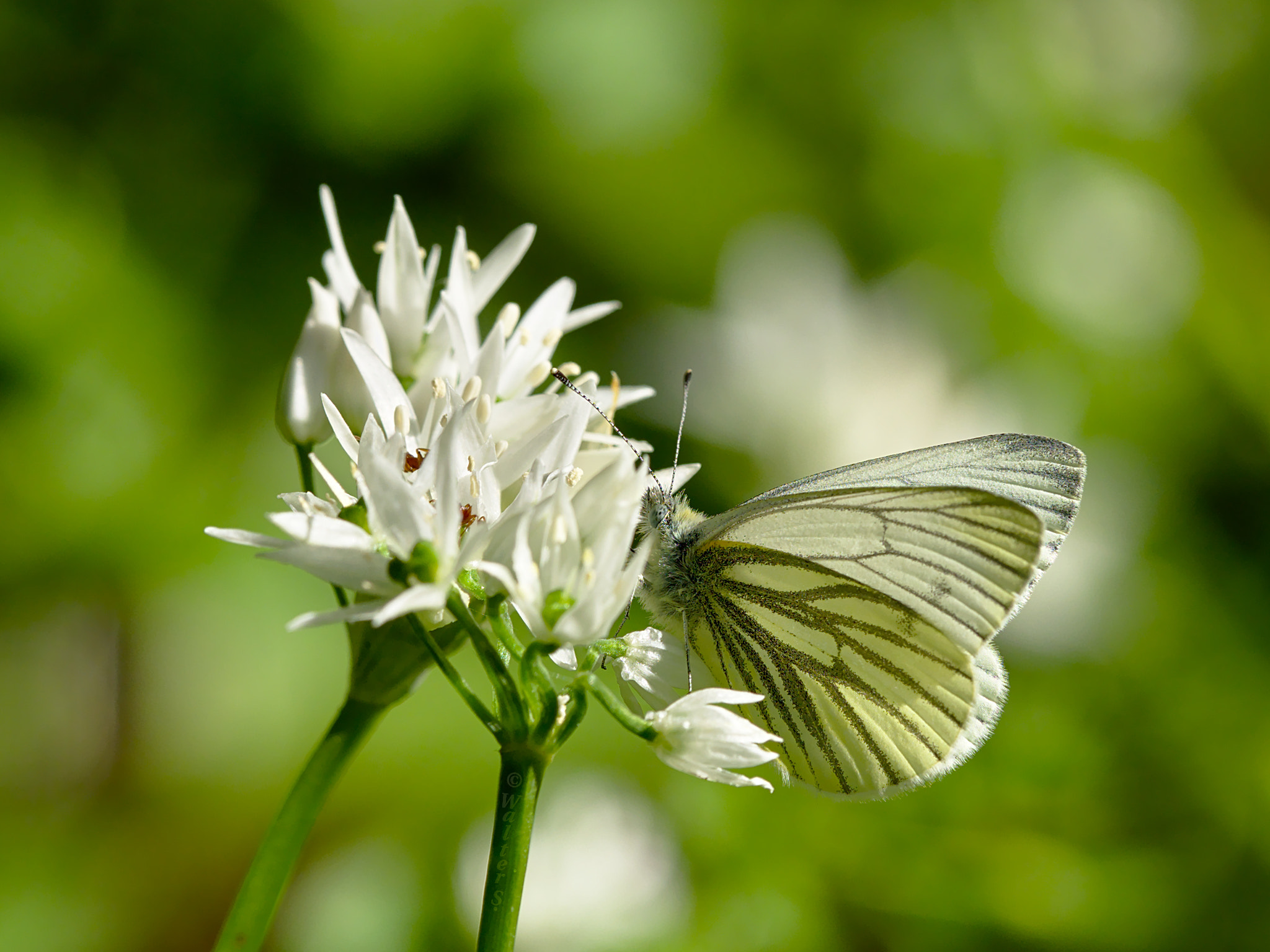 Olympus M.Zuiko Digital 300mm F4 IS Pro sample photo. Symphony in white and green photography