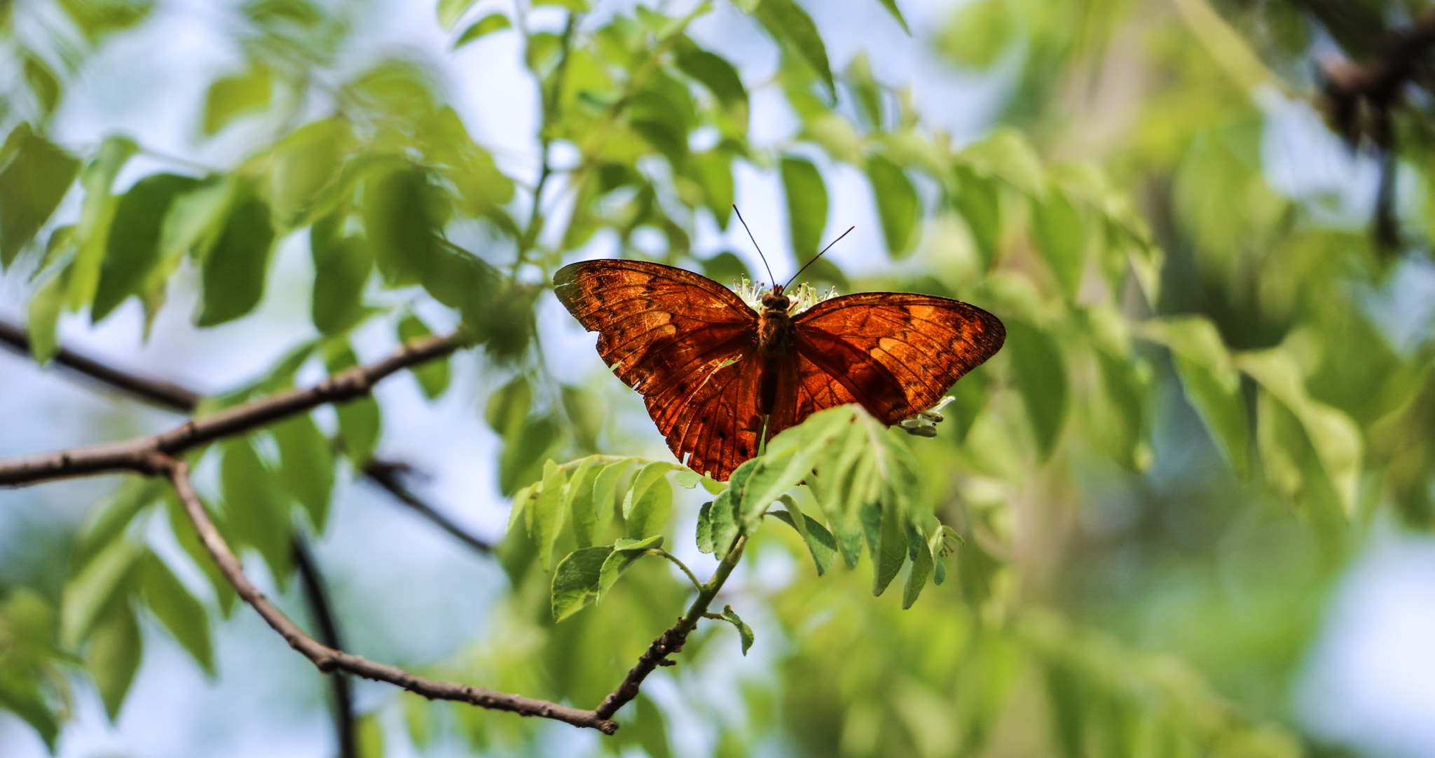 Canon EF-S 18-135mm F3.5-5.6 IS STM sample photo. Butterfly photography